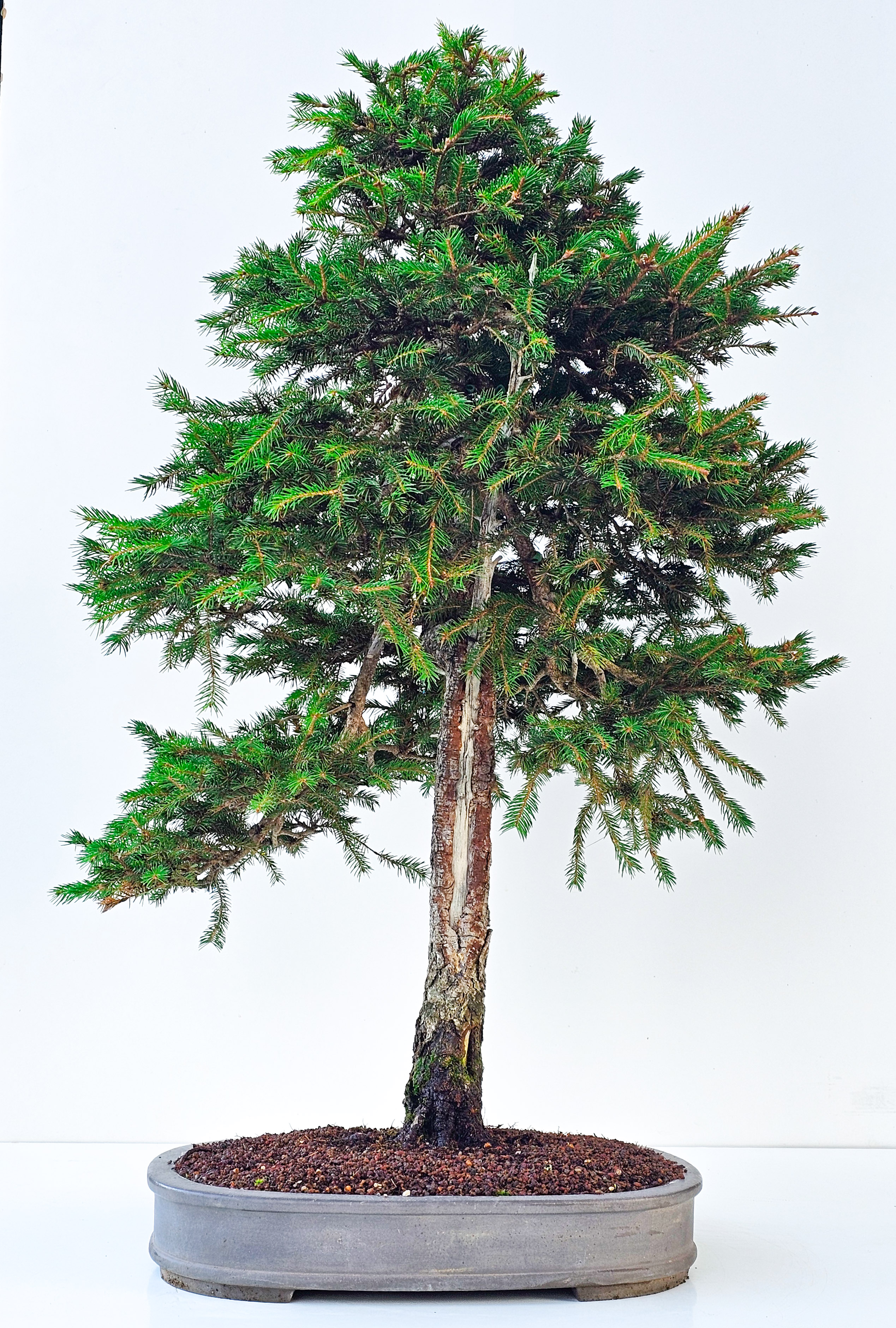 Bonsai Fichte - Picea 84cm Video!!