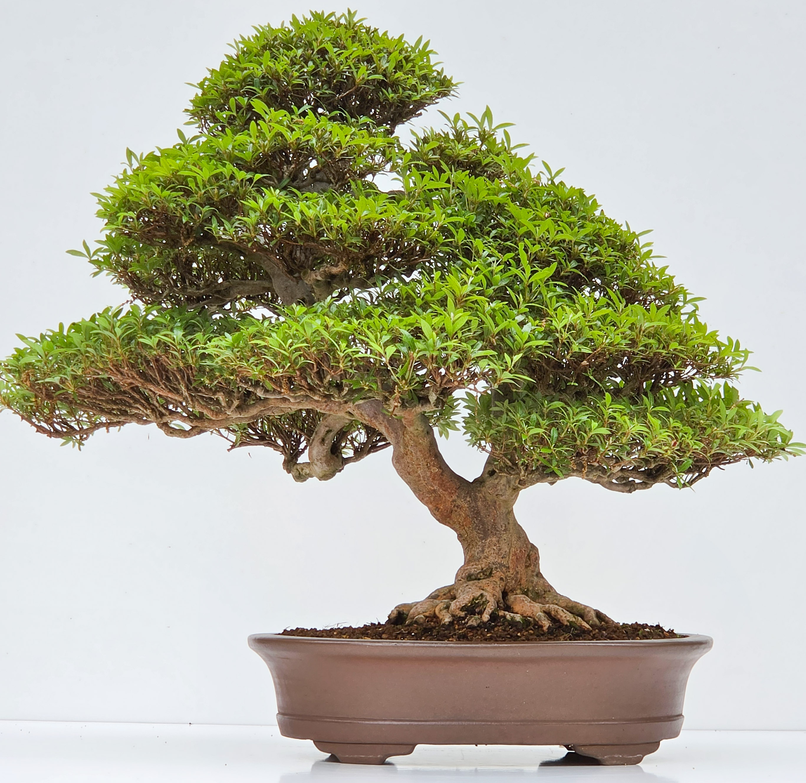 Bonsai Premium Azalee -  Rhododendron indicum kinsai 60cm