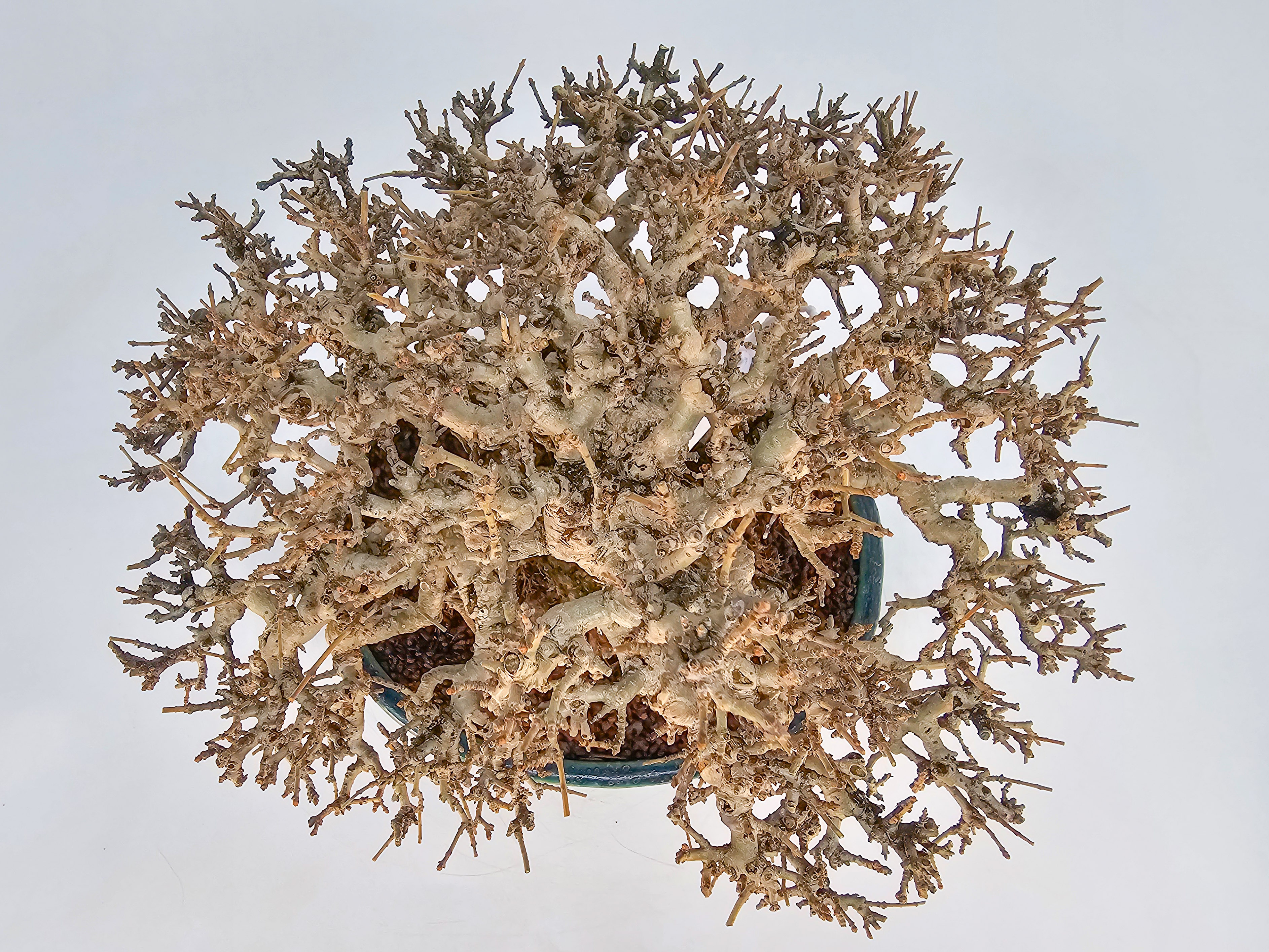 Bonsai Premium Japanischer Liguster - Ligustrum japonicum Shohin 20cm