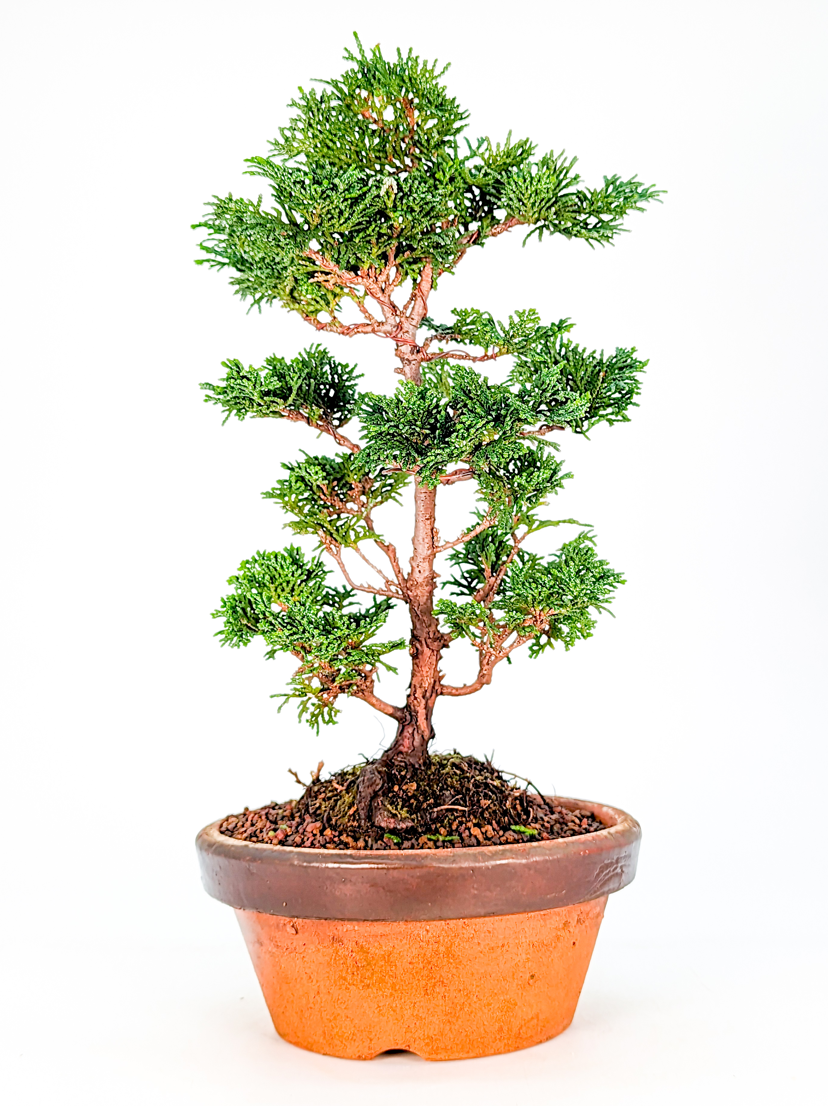 Bonsai Hinoki Scheinzypresse - chamaecyparis obtusa 26cm