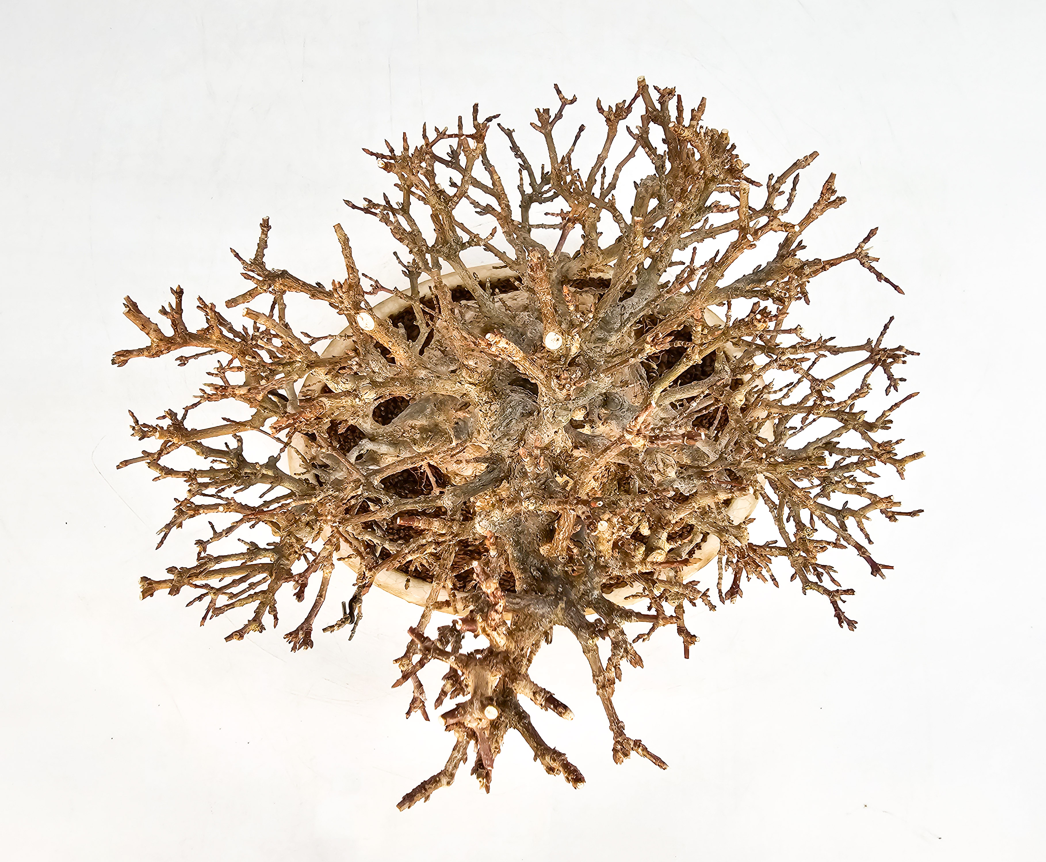 Bonsai Dreispitzahorn - Acer buergerianum 20cm Video!! Bonsai Dreispitzahorn - Acer buergerianum 20cm Video!!