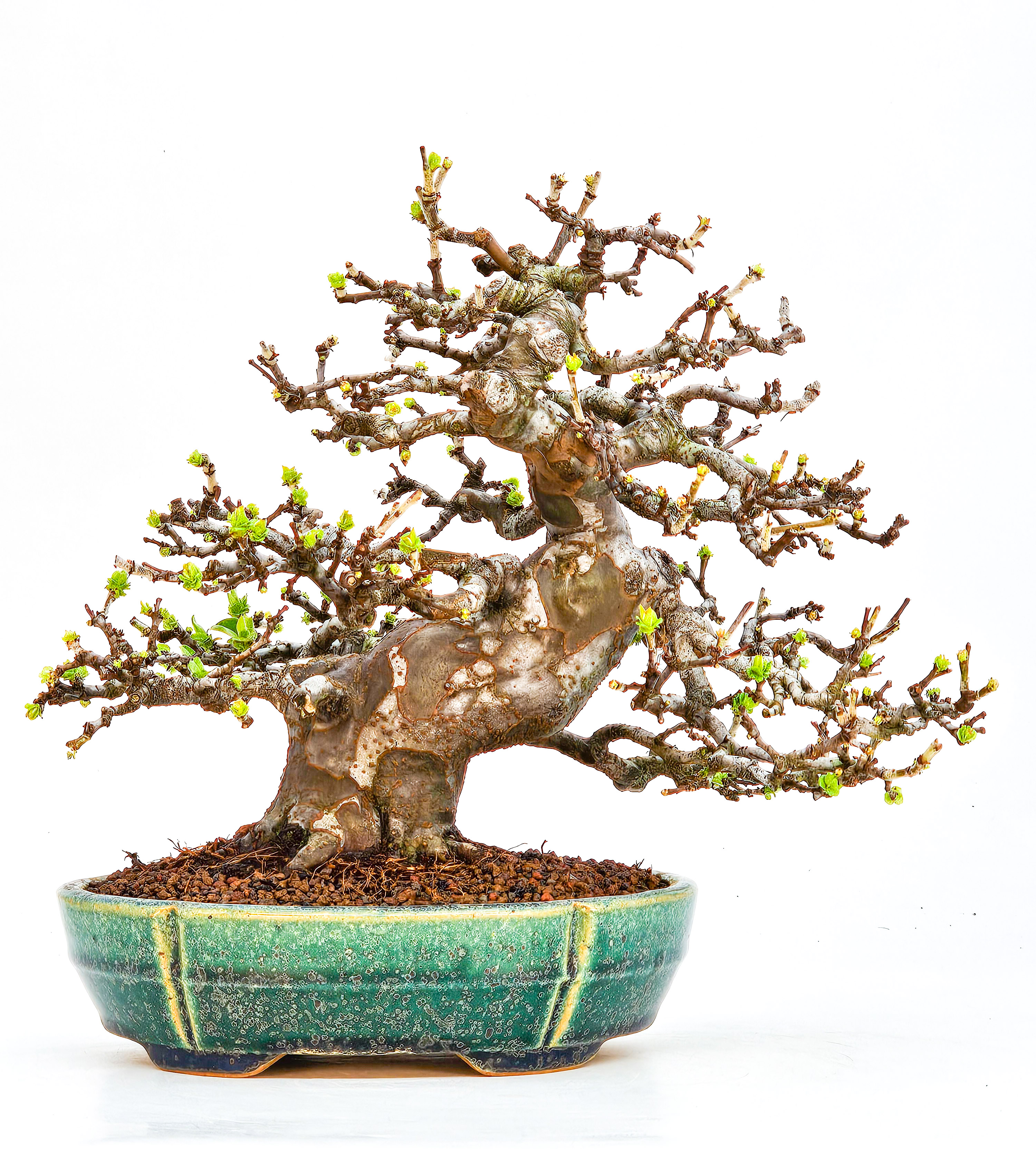 Bonsai Quitte - Pseudocydonia sinensis Shohin 21cm Video