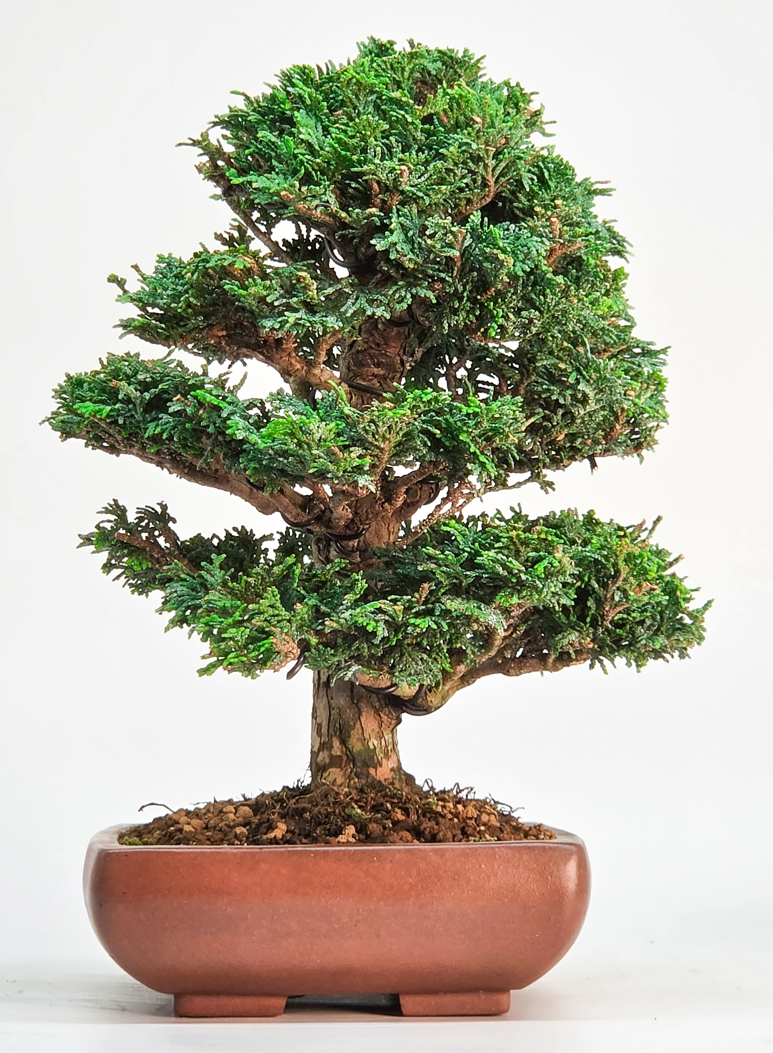 Bonsai Muschelzypresse - Chamaecyparis obtusa 22cm