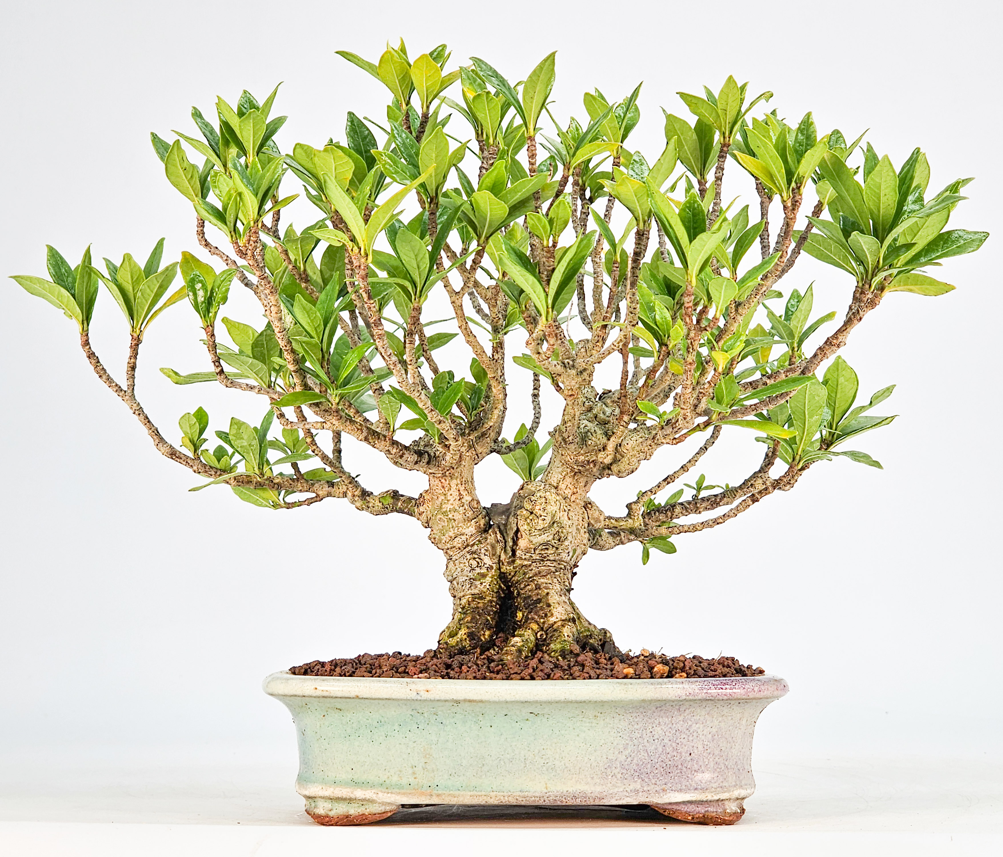 Bonsai Gardenia jasminoides Shohin 18cm 