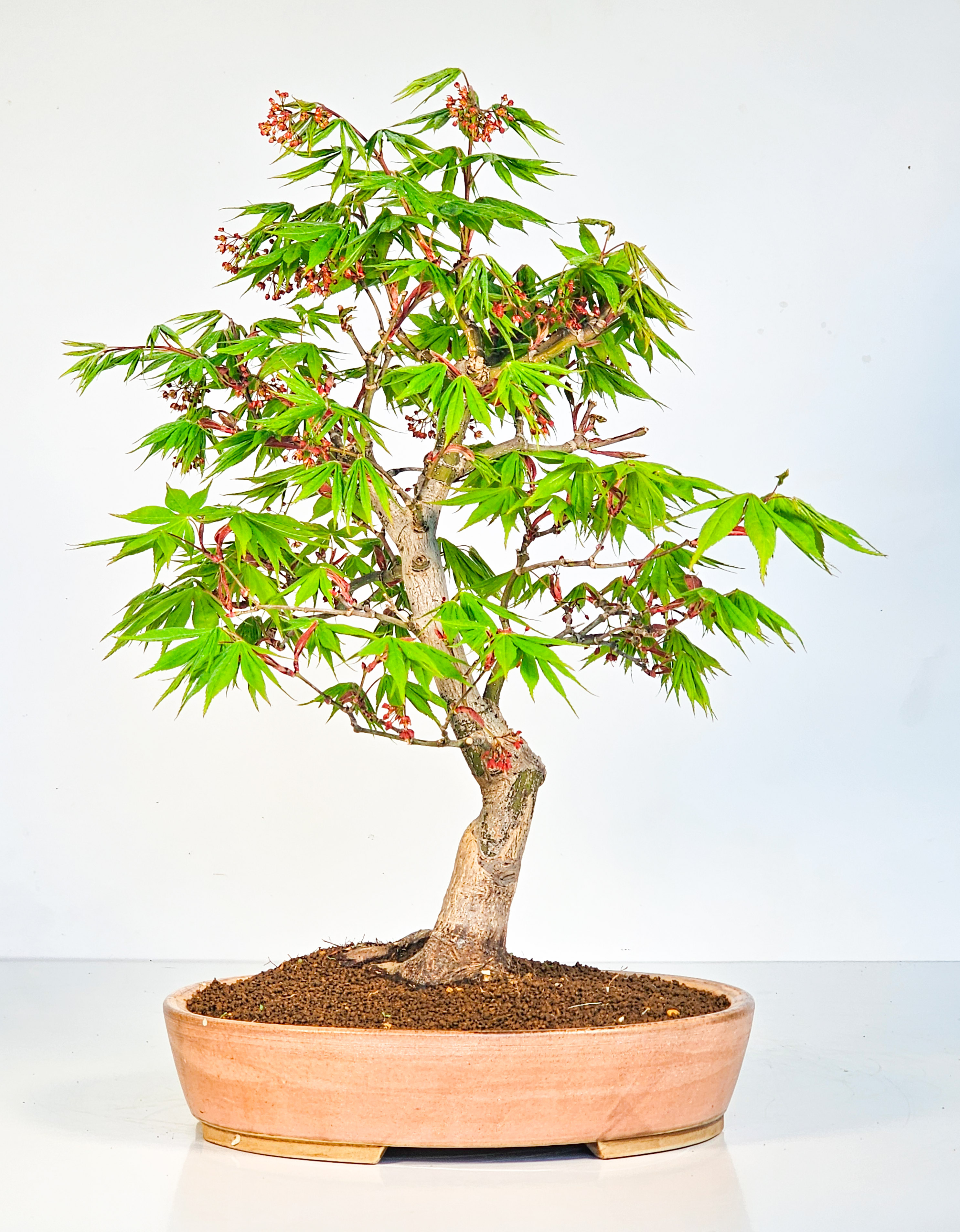 Bonsai Fächerahorn - Acer palmatum Osakazuki 39cm 