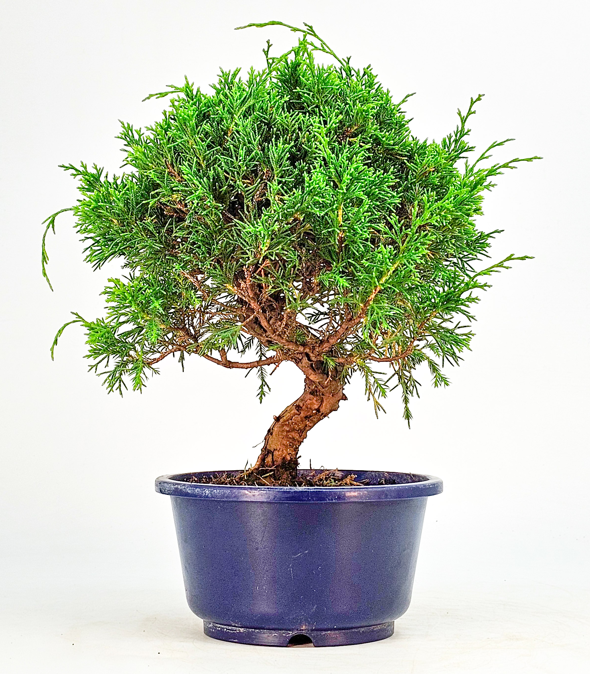 Bonsai Wacholder Juniperus chinensis shimpaku Shohin 21cm 