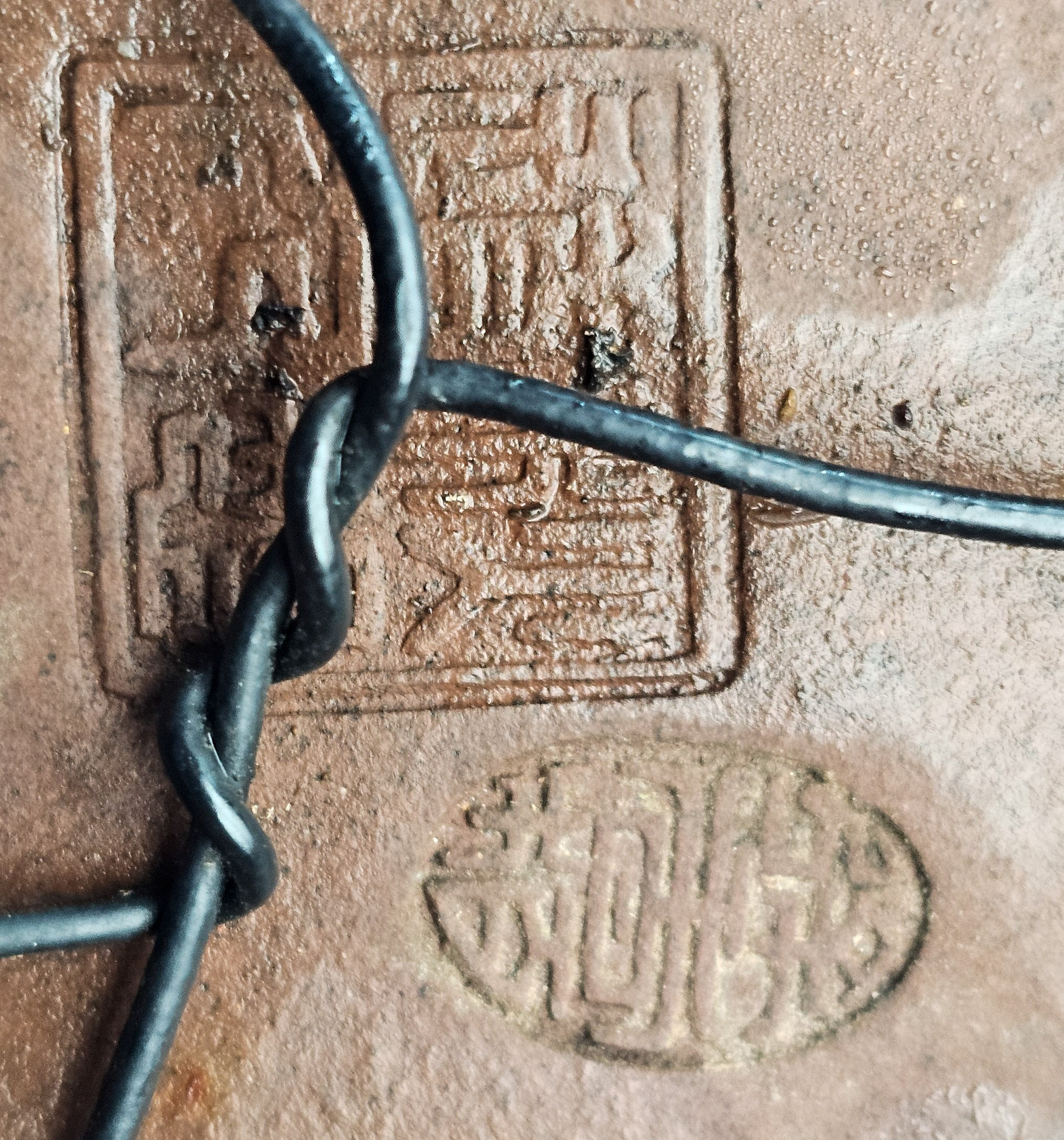  Bonsai Pfaffenhütchen - Euonymus Shohin 14cm