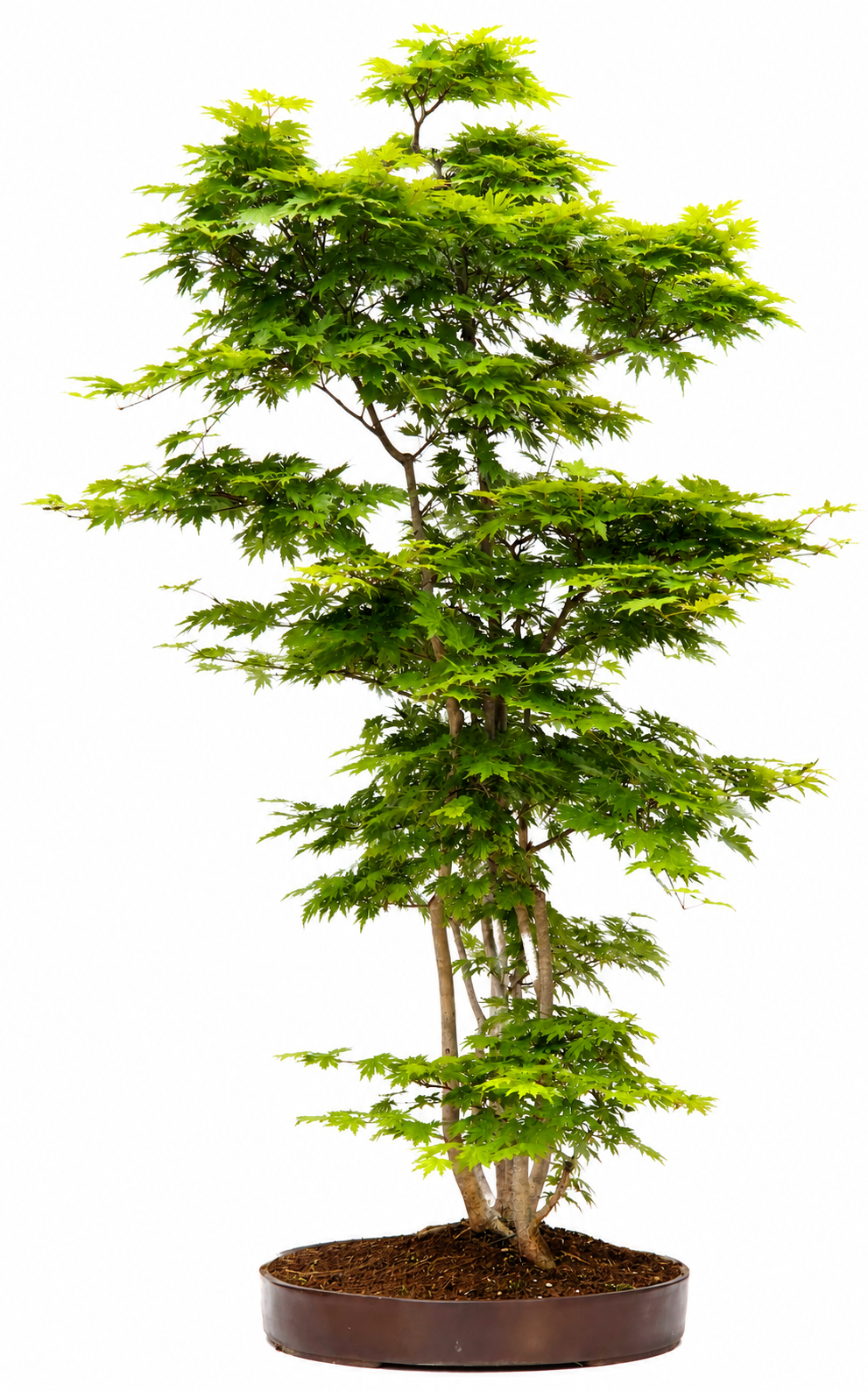Bonsai Fächerahorn - Acer Ariake Rarität!! 130cm