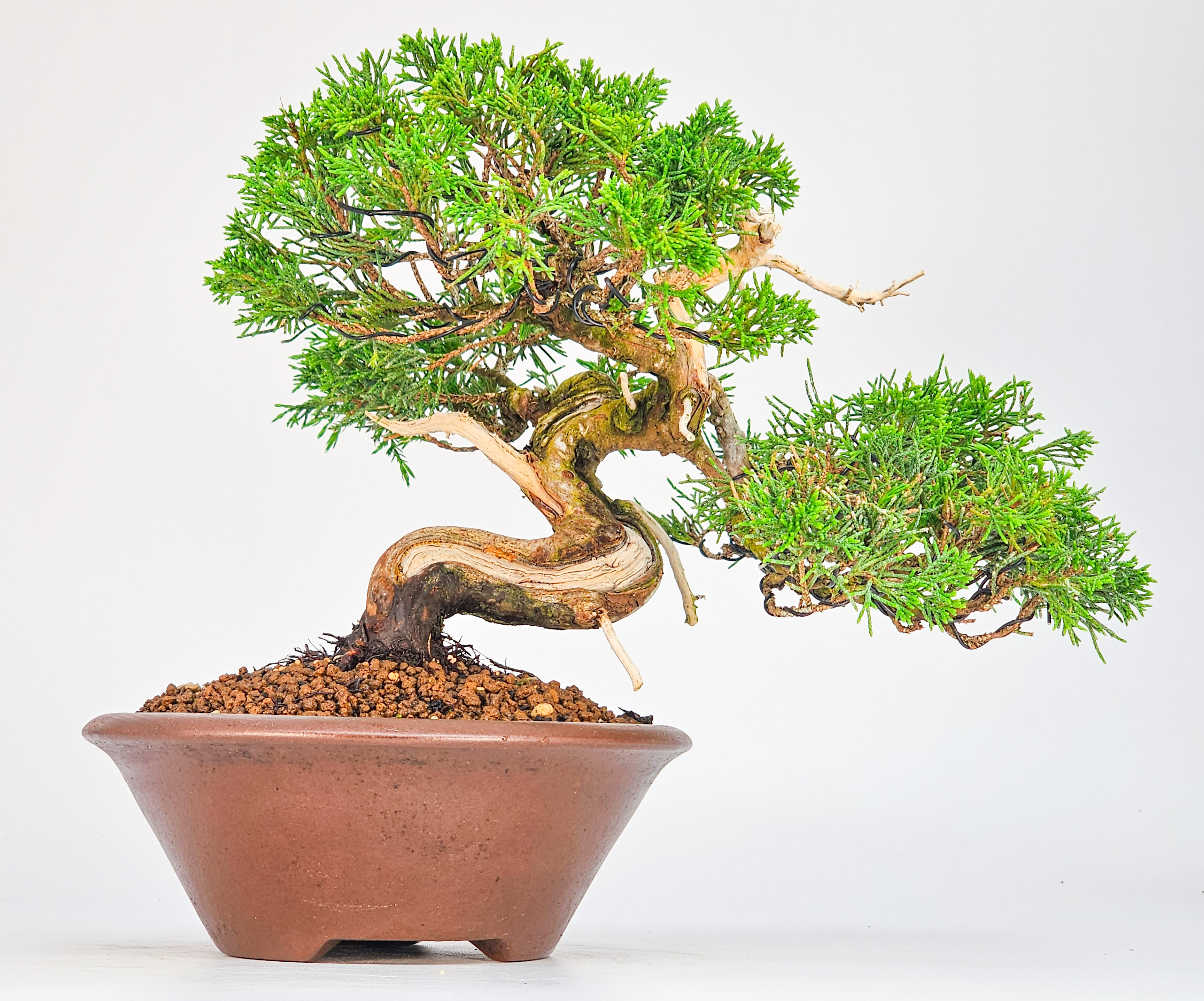 Bonsai Wacholder -Juniperus chinensis Shohin 17cm