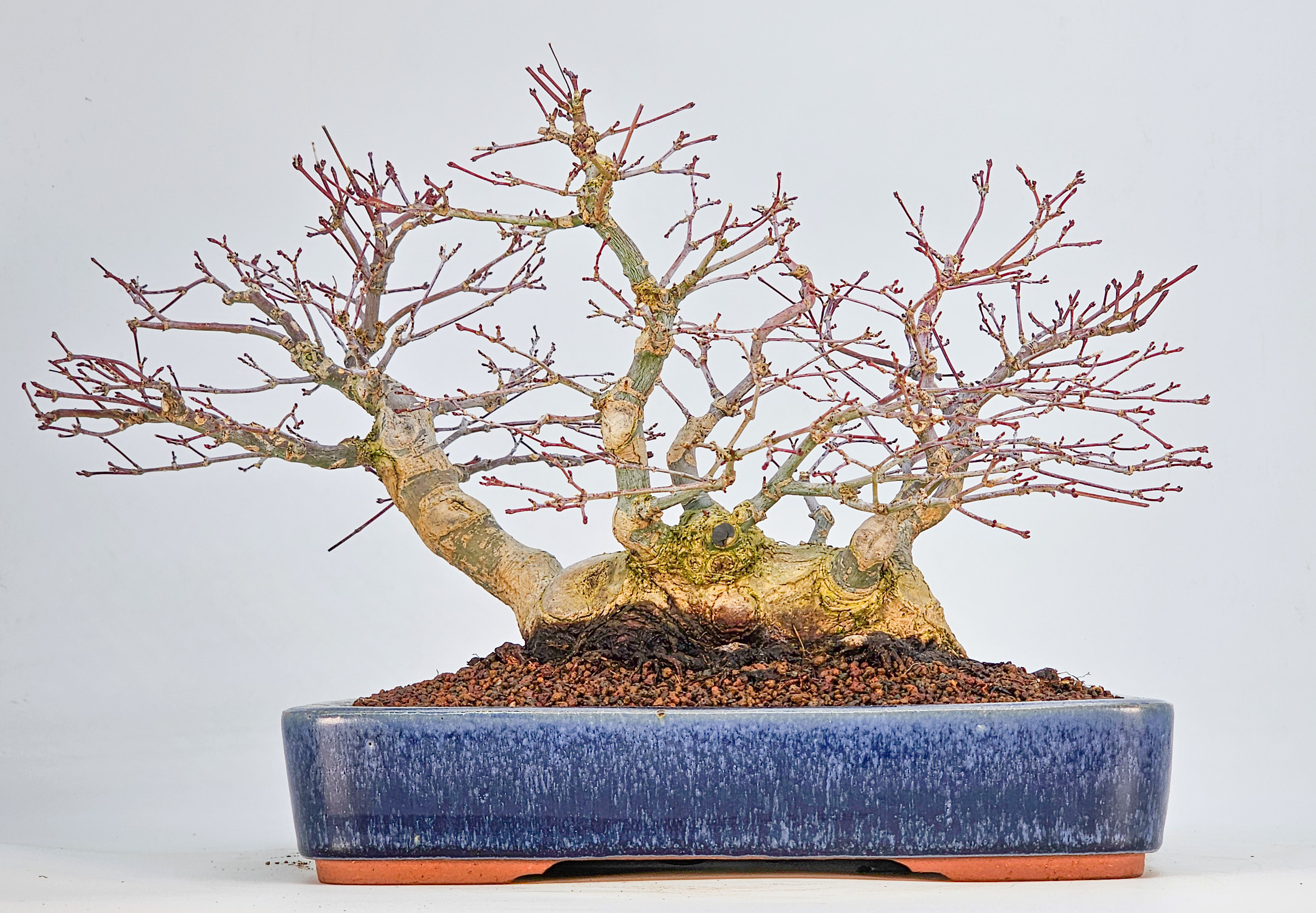 Bonsai Premium Fächerahorn - Acer palmatum Deshojo Shohin 21cm   