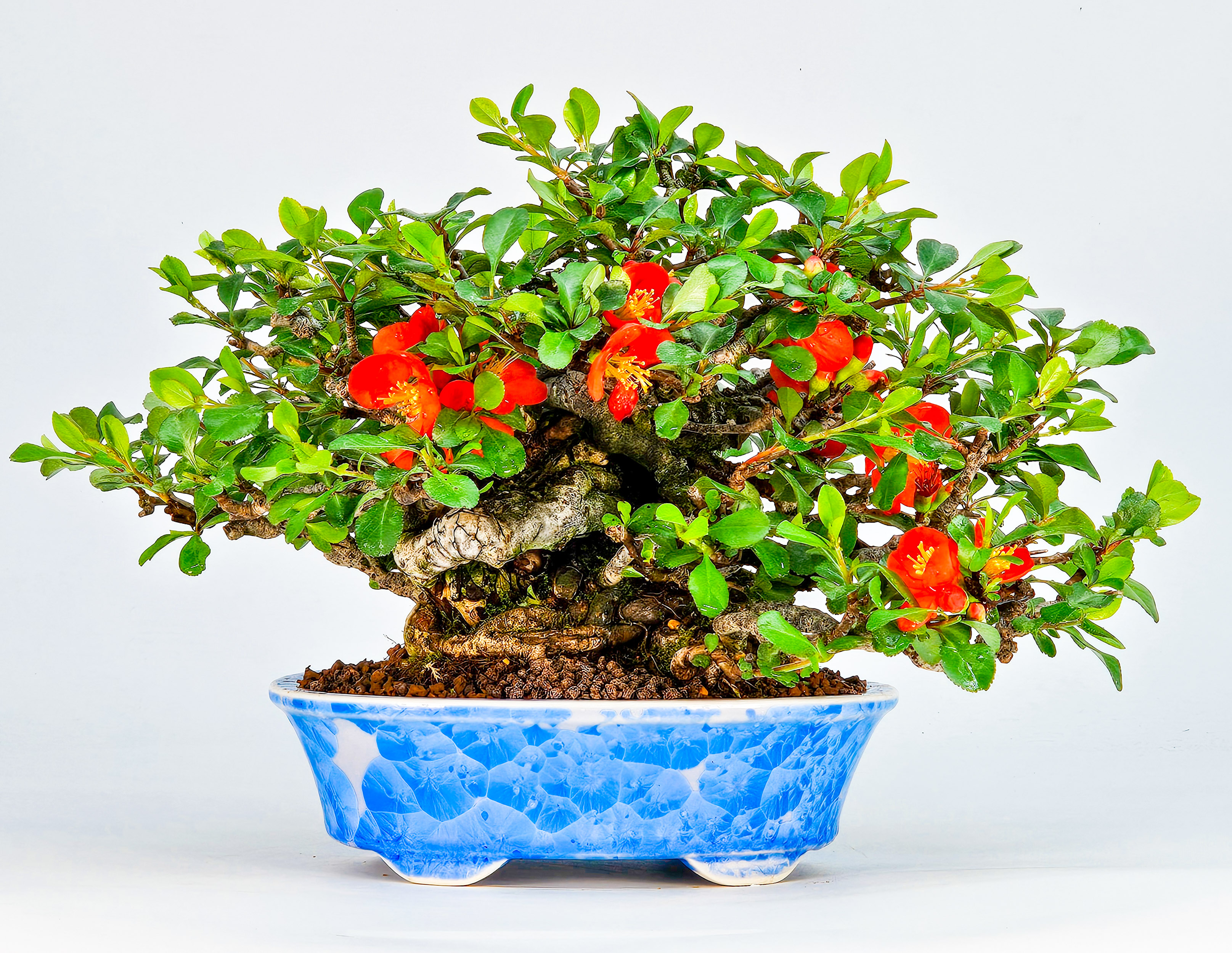 Bonsai Zierquitte - Chaenomeles - Chojubai Shohin 14cm Video!!
