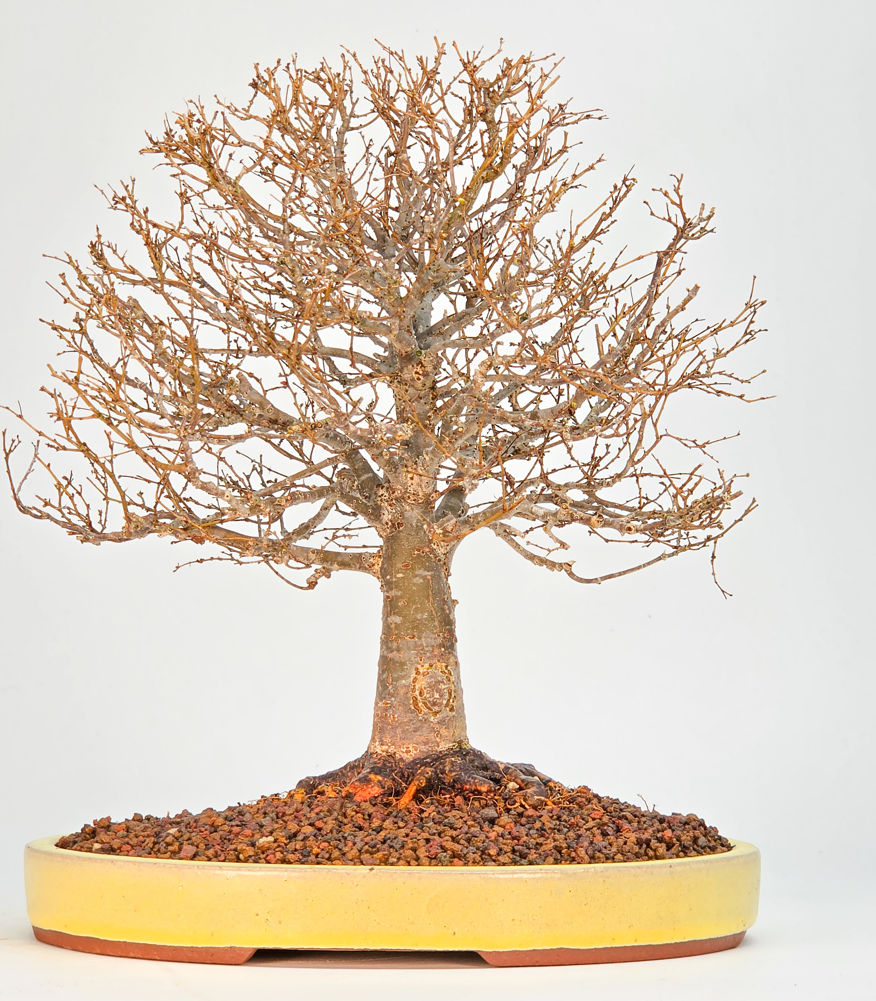 Bonsai Premium Zelkova serrata Shohin 25cm Video!!