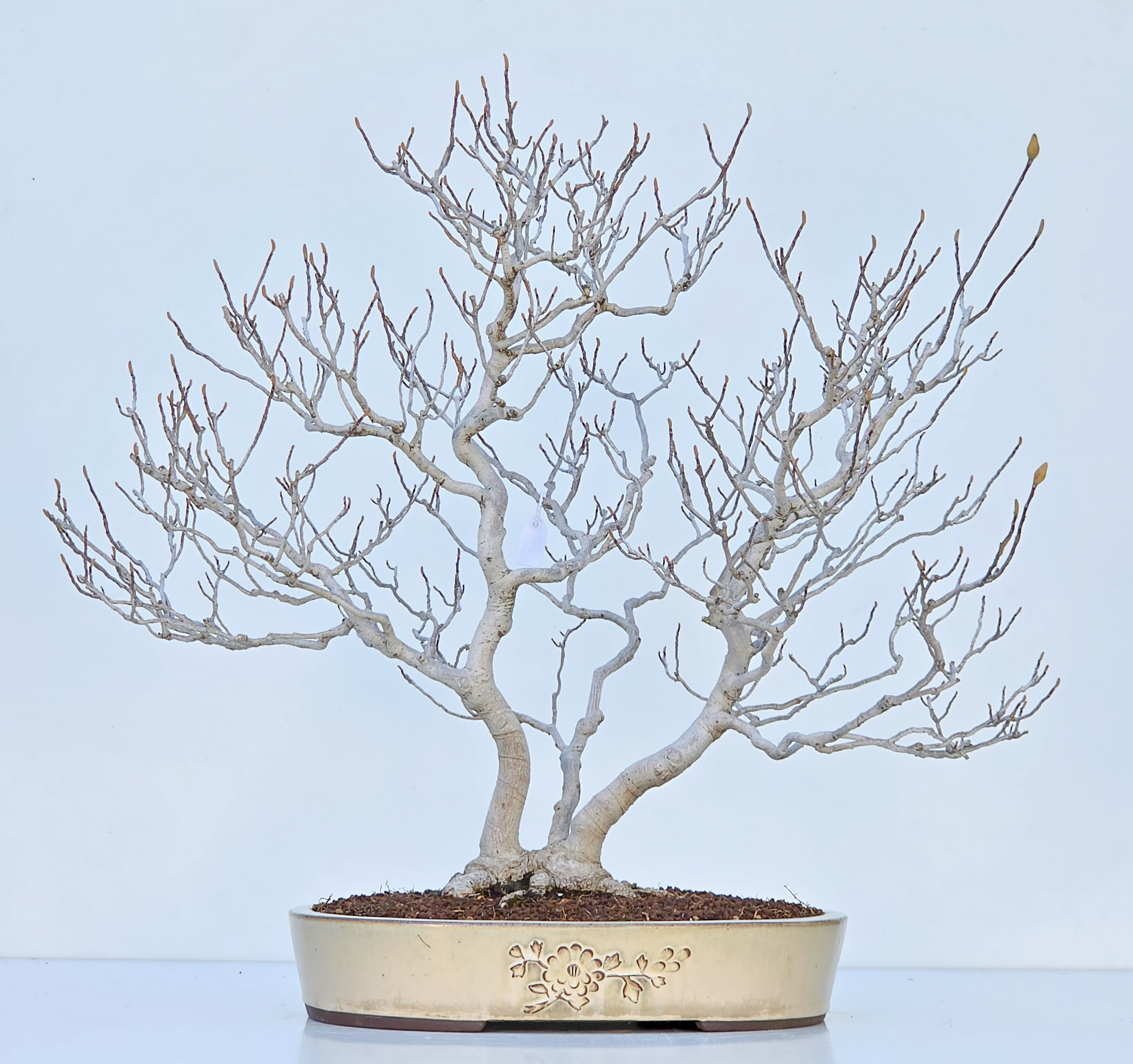 Bonsai Premium Magnolia kobus saucer - Magnolie 55cm