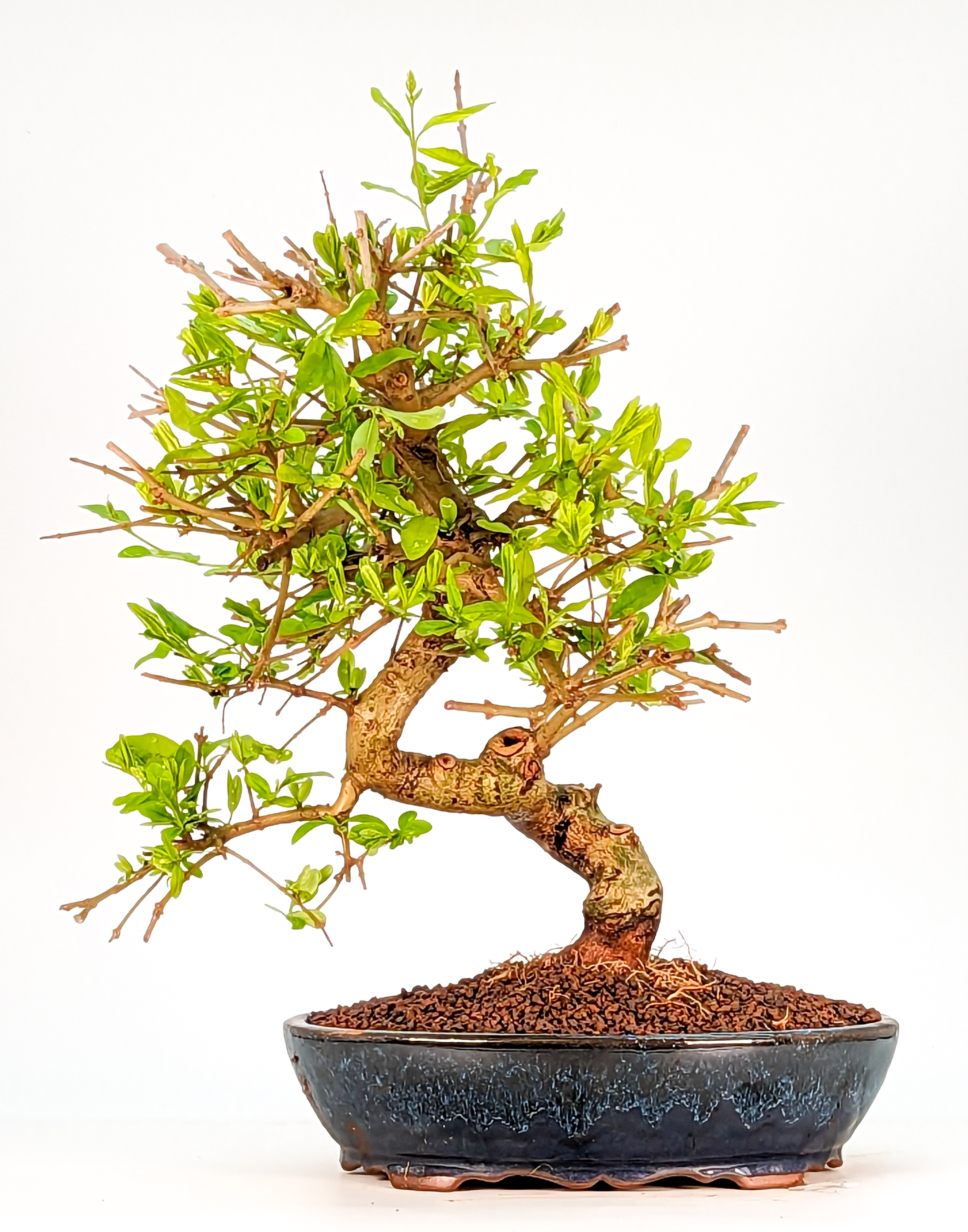 Bonsai Ligustrum japonicum - Japanischer Liguster 29cm