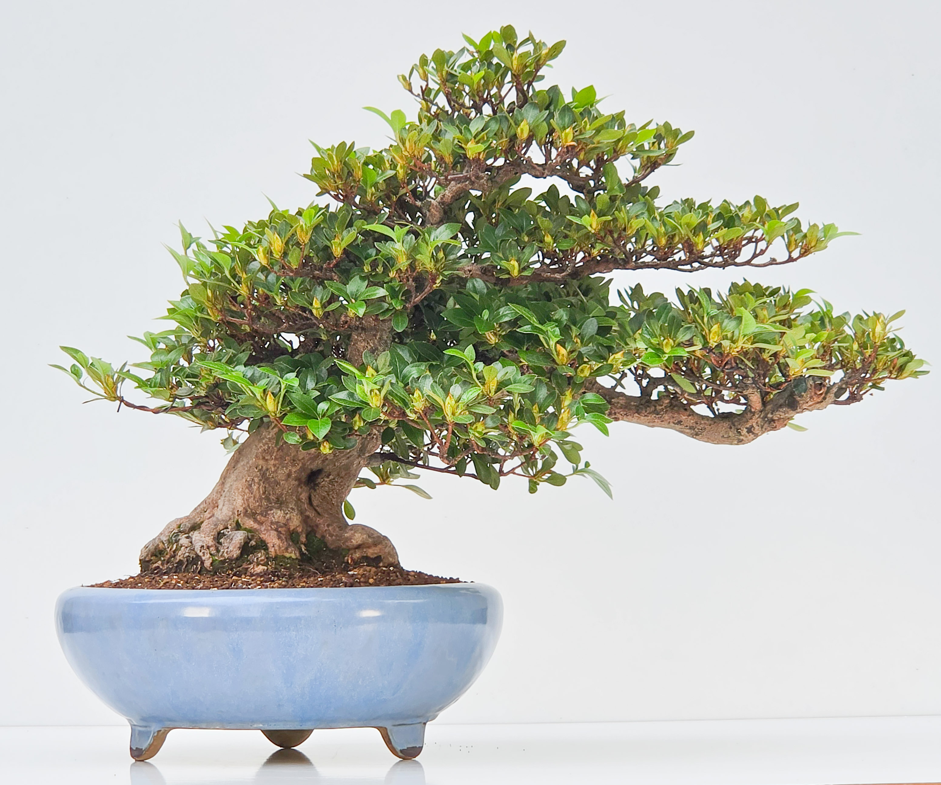 Bonsai Azalee -  Rhododendron indicum harunosono 40cm