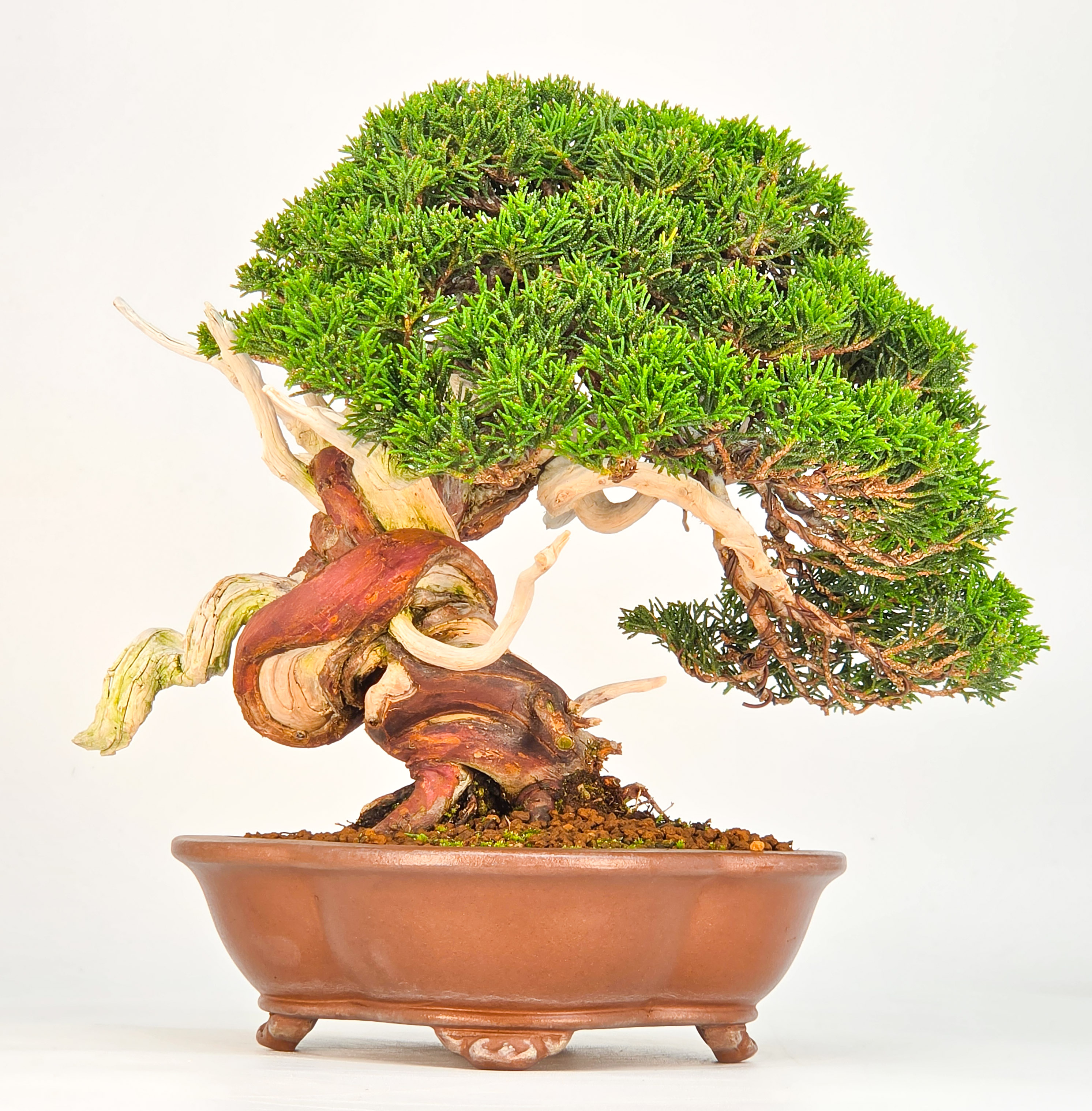 Bonsai Premium Wacholder - Juniperus chinensis 23cm Video!!