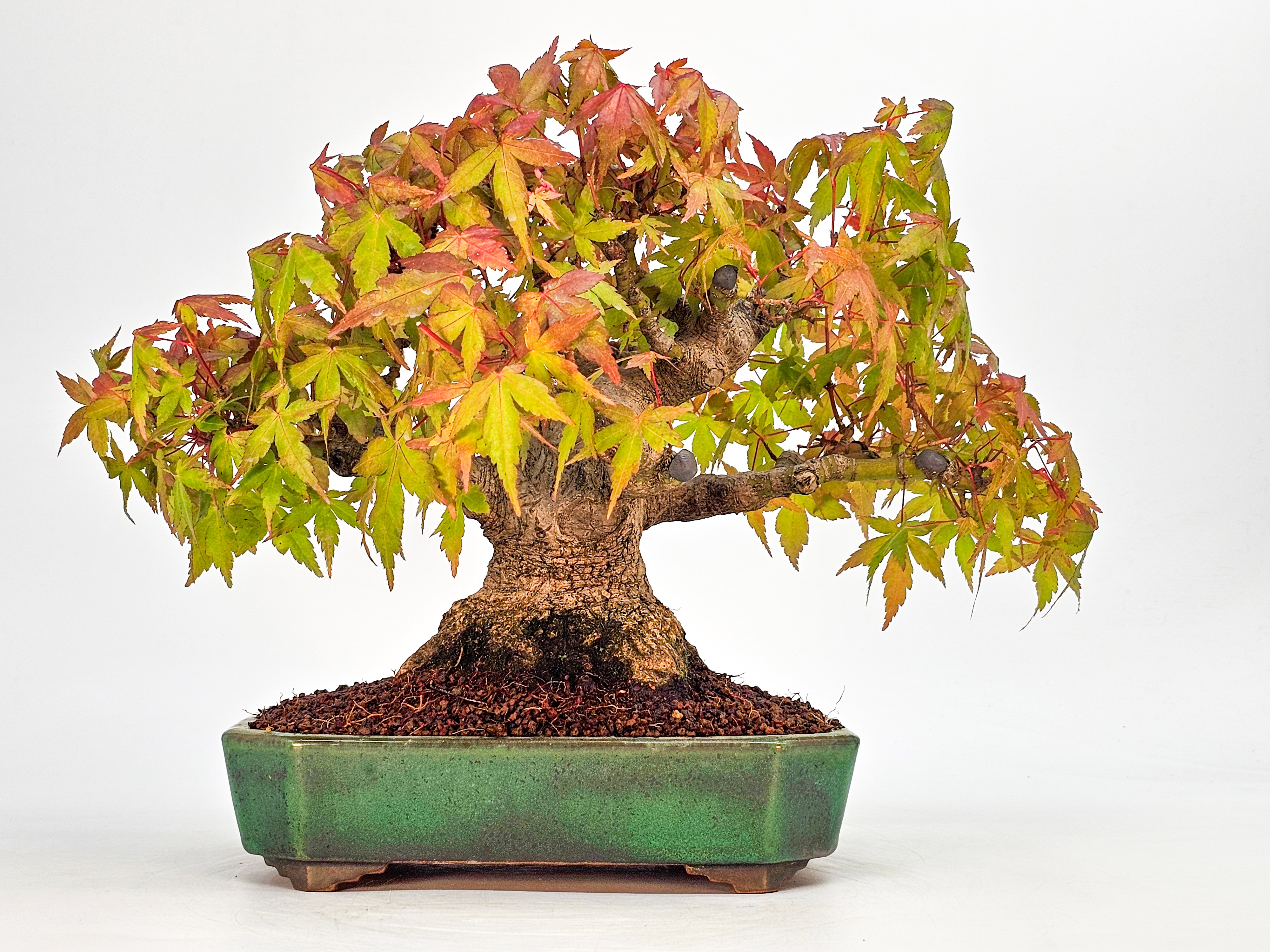 Bonsai Fächerahorn - Acer palmatum Shohin 20cm 