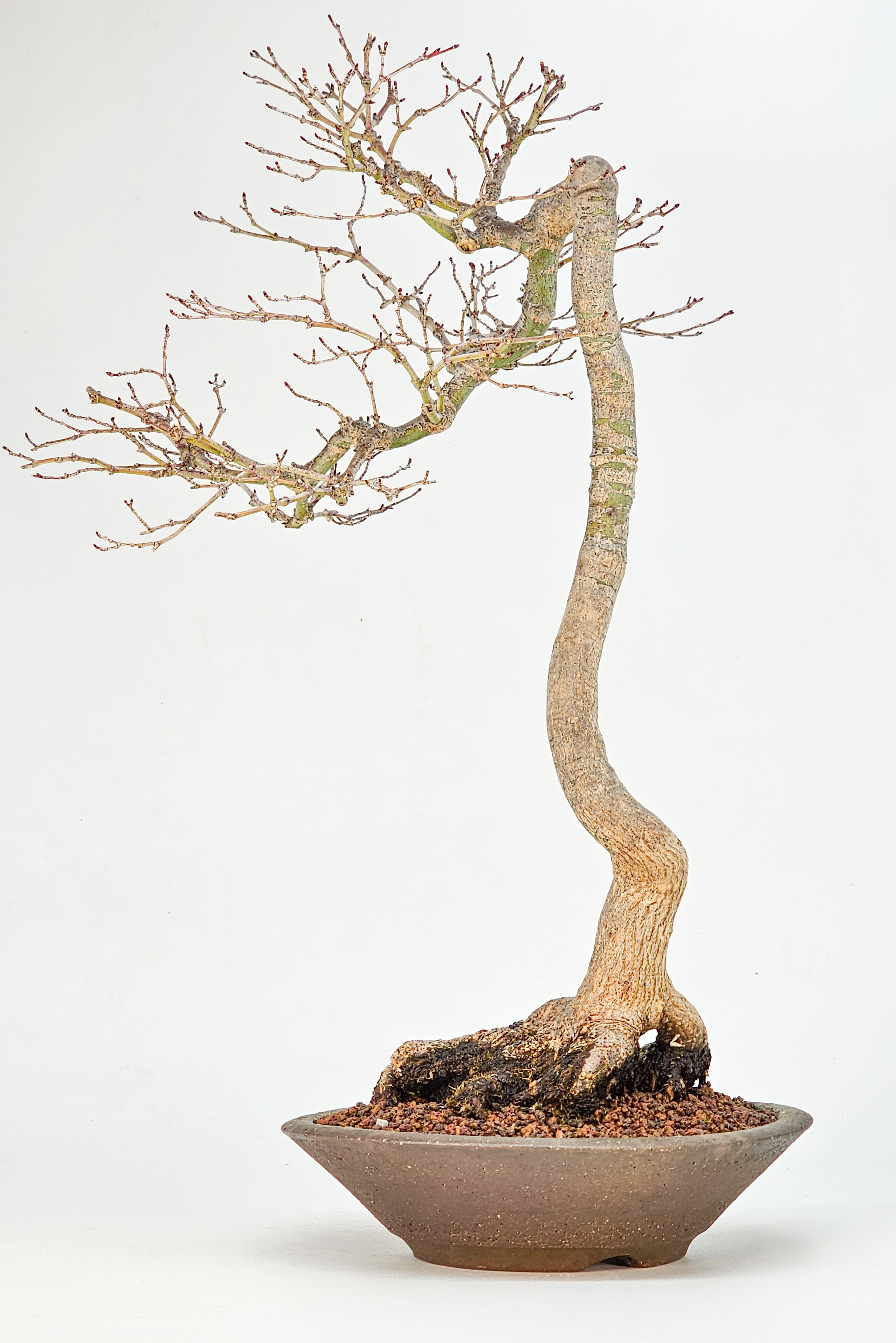 Bonsai Fächerahorn - Acer palmatum dissectum shidare 39cm
