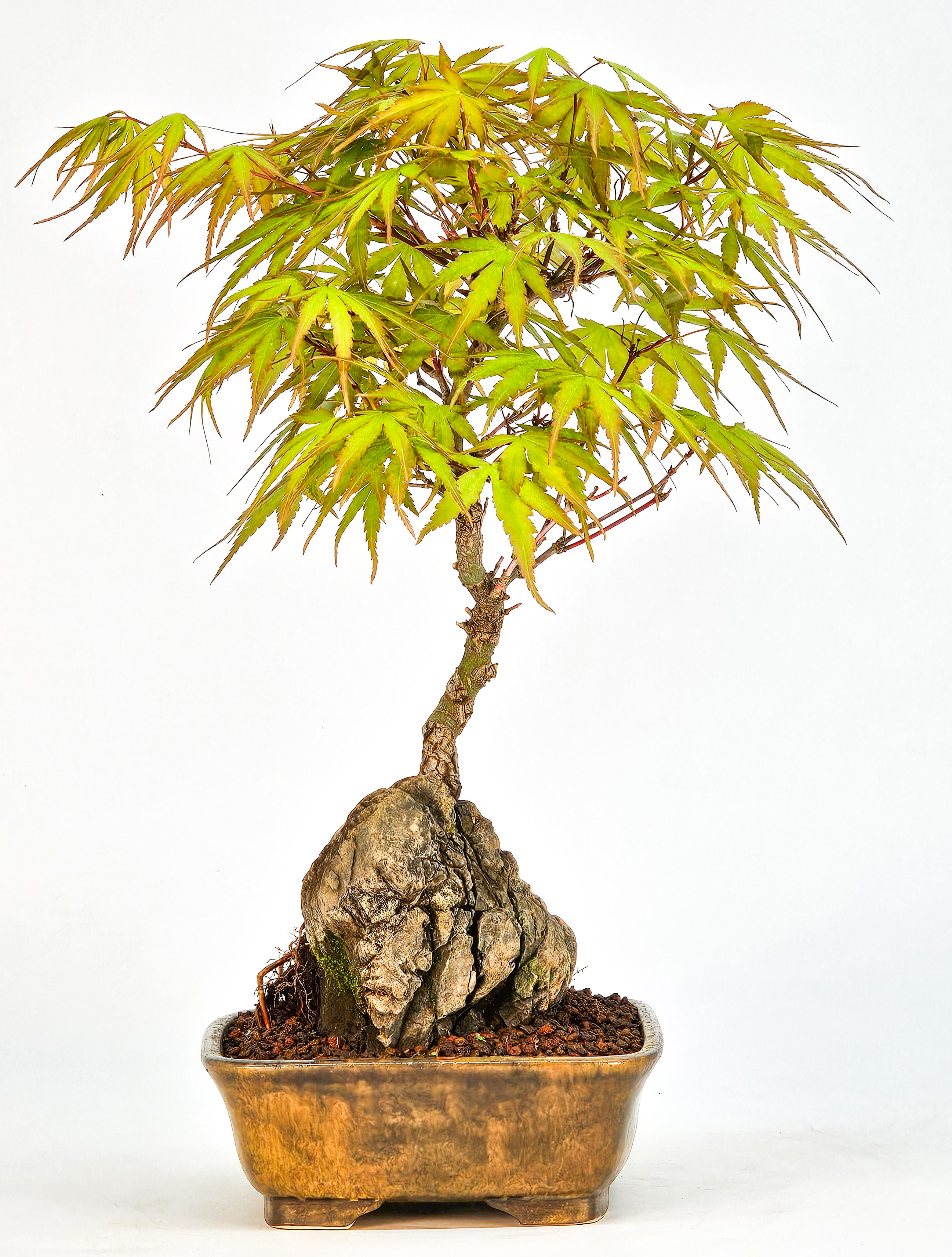 Bonsai Fächerahorn - Acer palmatum Arakawa 24cm  