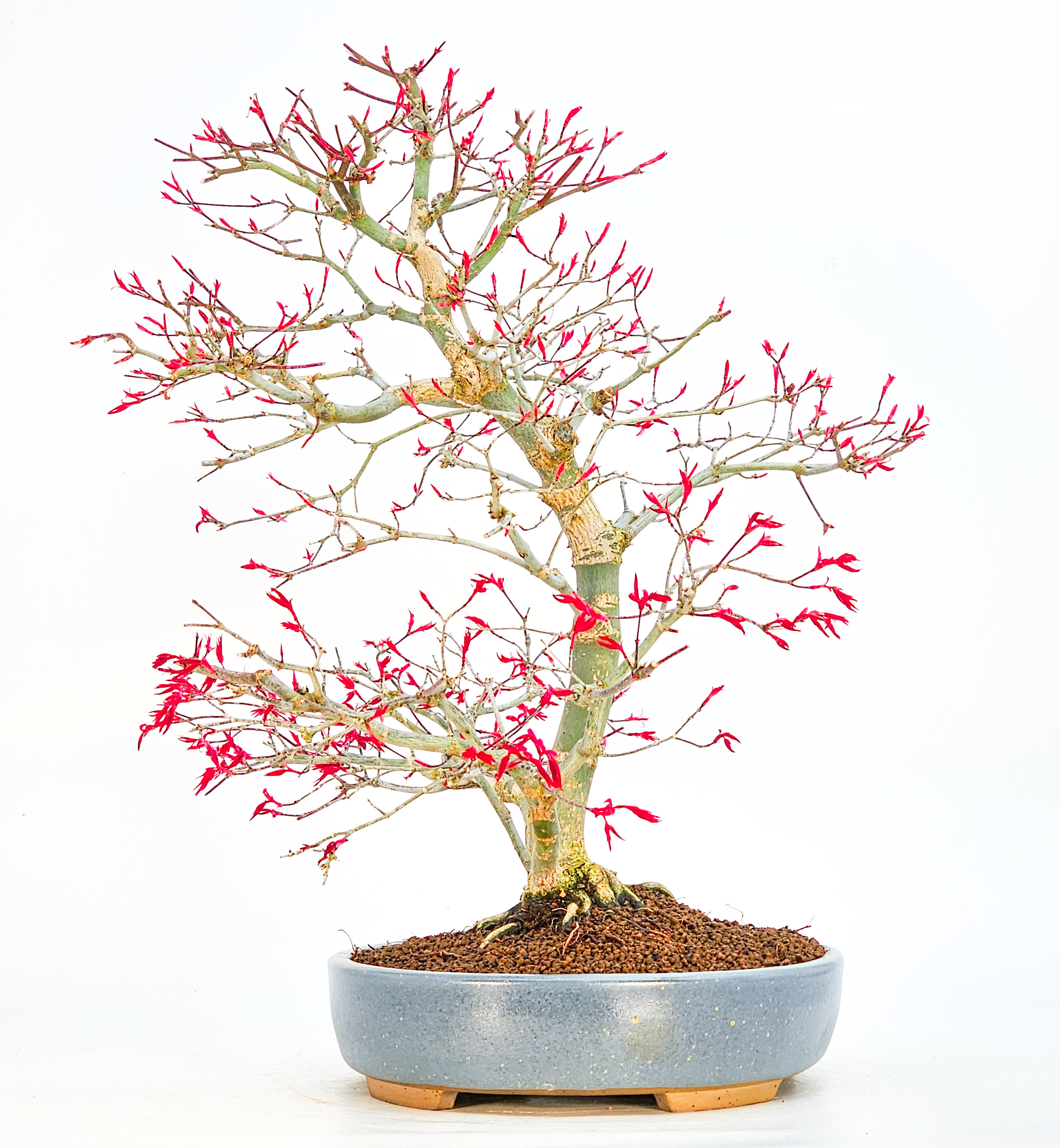 Bonsai Fächerahorn Acer palmatum Deshojo 40cm