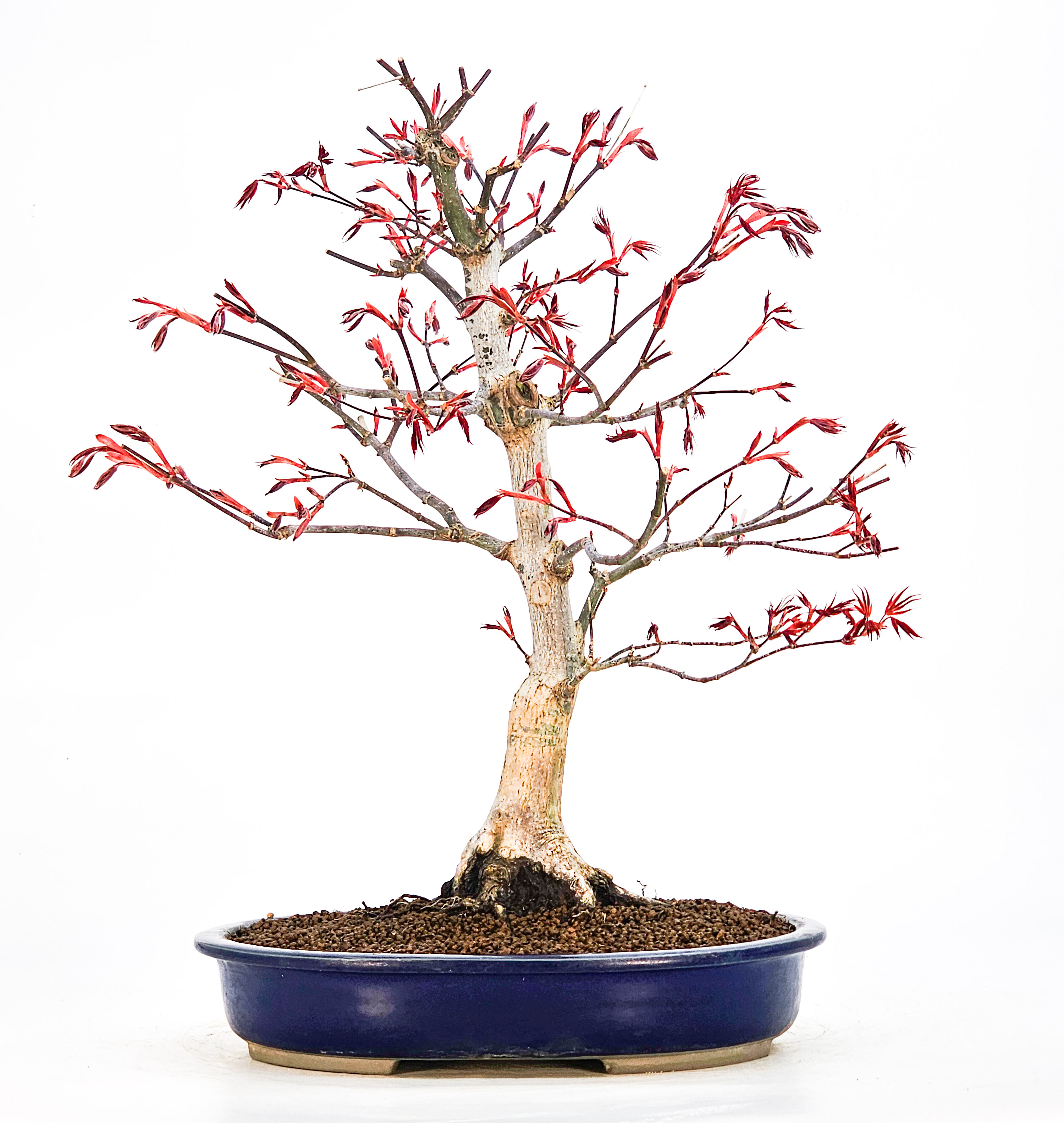 Bonsai Fächerahorn - Acer palmatum Atropurpureum 39cm Bonsai Fächerahorn - Acer palmatum Atropurpureum 39cm