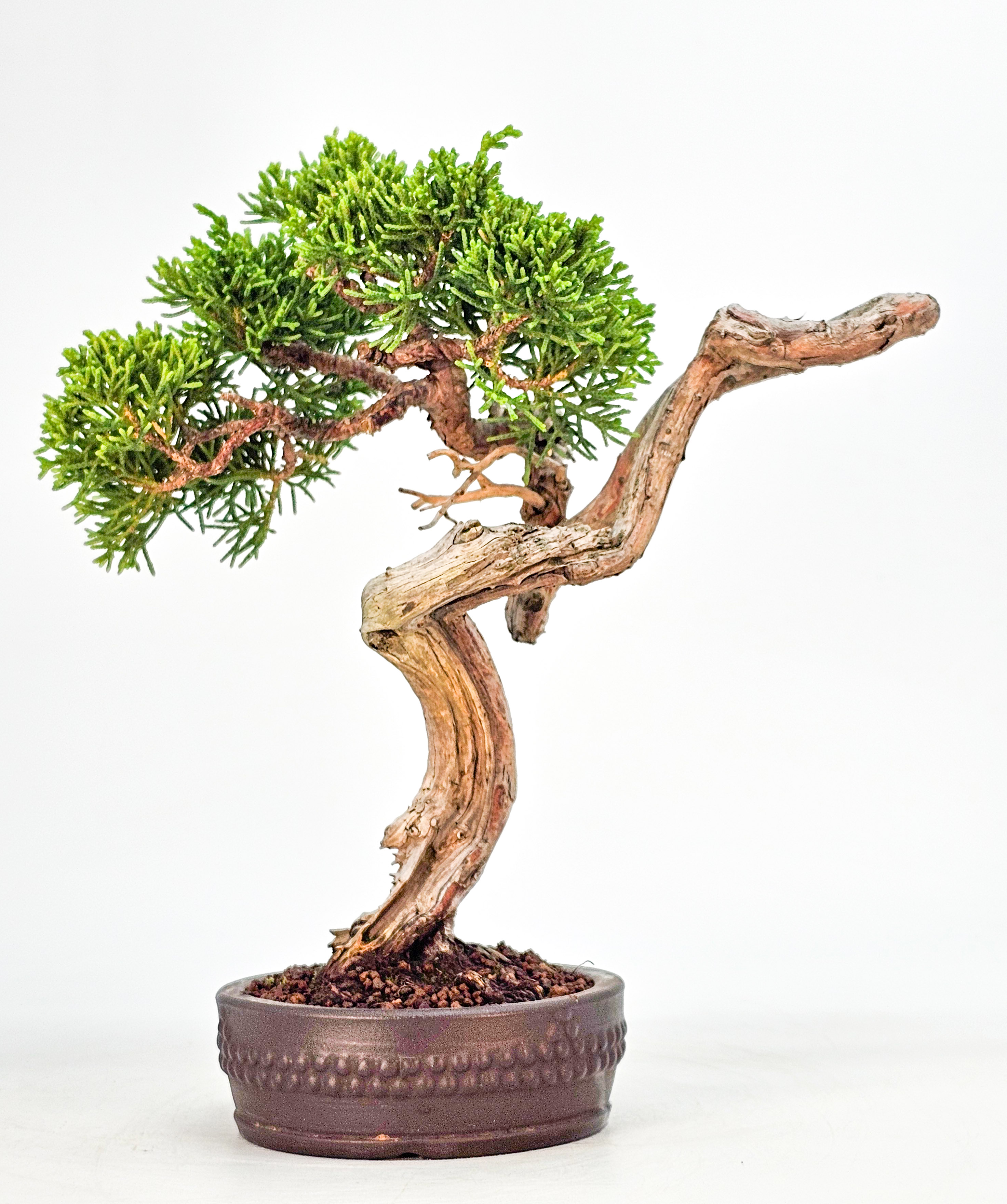 Bonsai Wacholder Juniperus Itoigawa Shohin 18cm