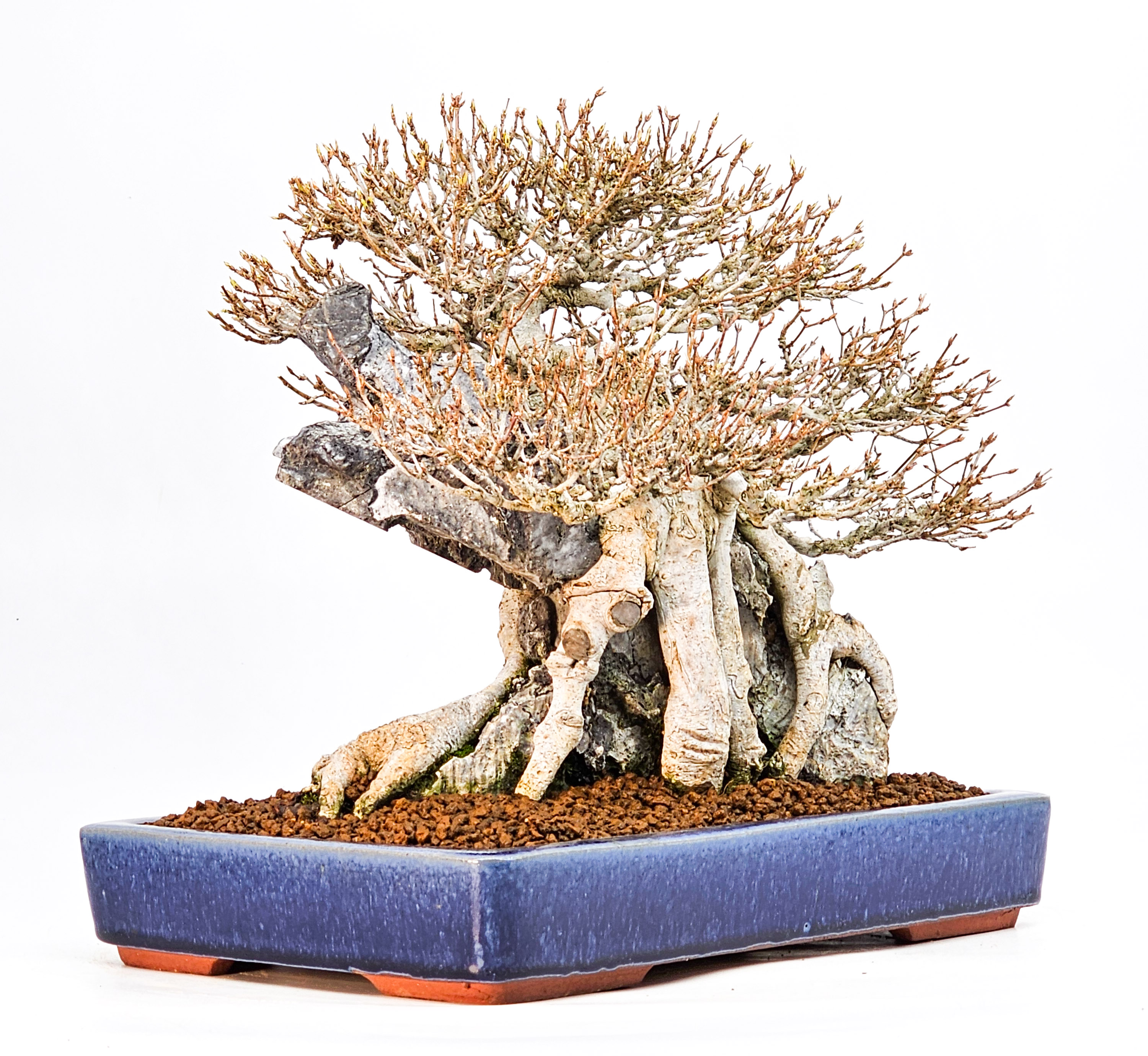 Bonsai Dreispitzahorn - Acer buergerianum Ishizuki 25cm Video!! Bonsai Dreispitzahorn - Acer buergerianum Ishizuki 25cm Video!!