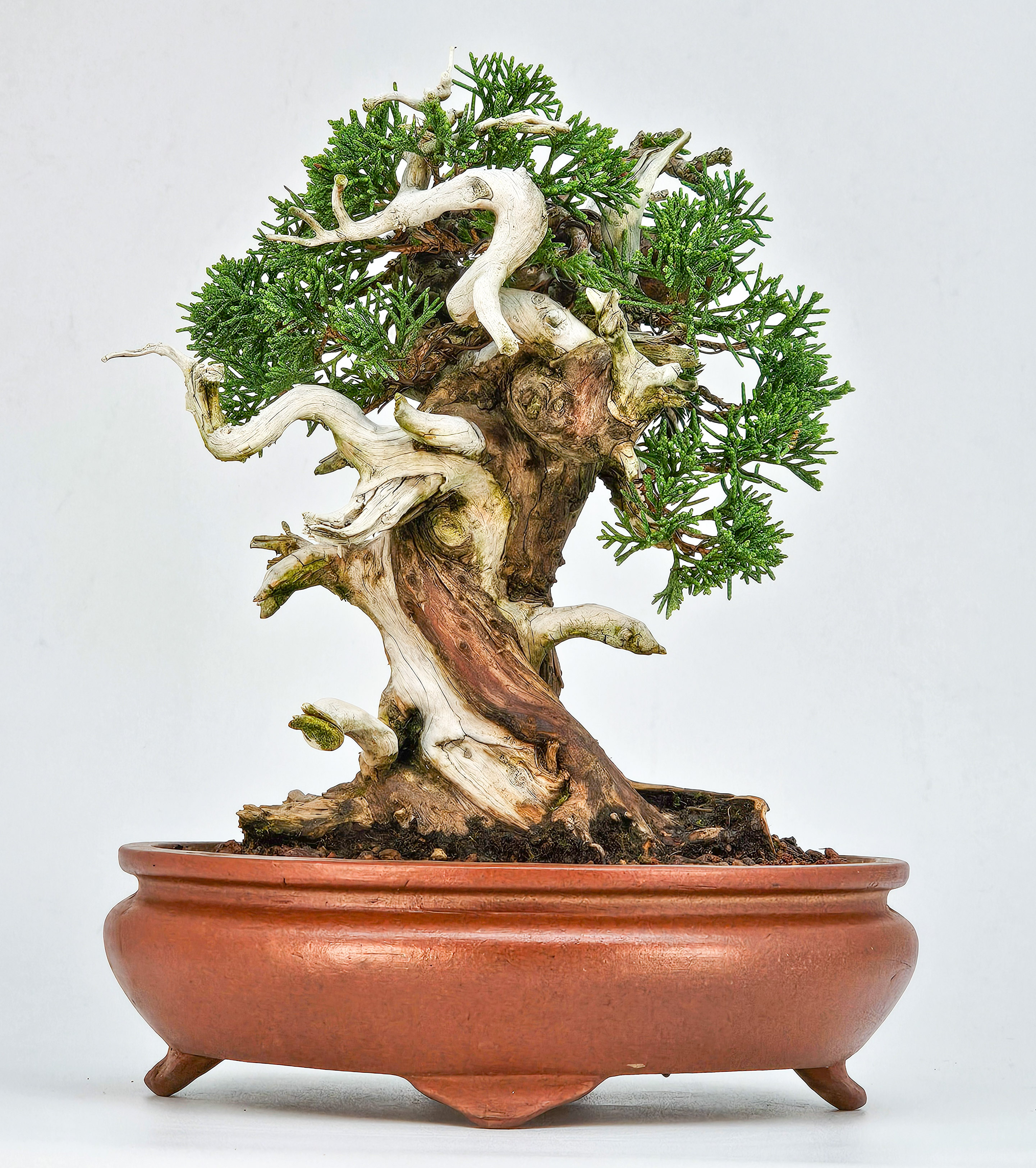 Bonsai Wacholder Juniperus Itoigawa Shohin 18cm Video!!