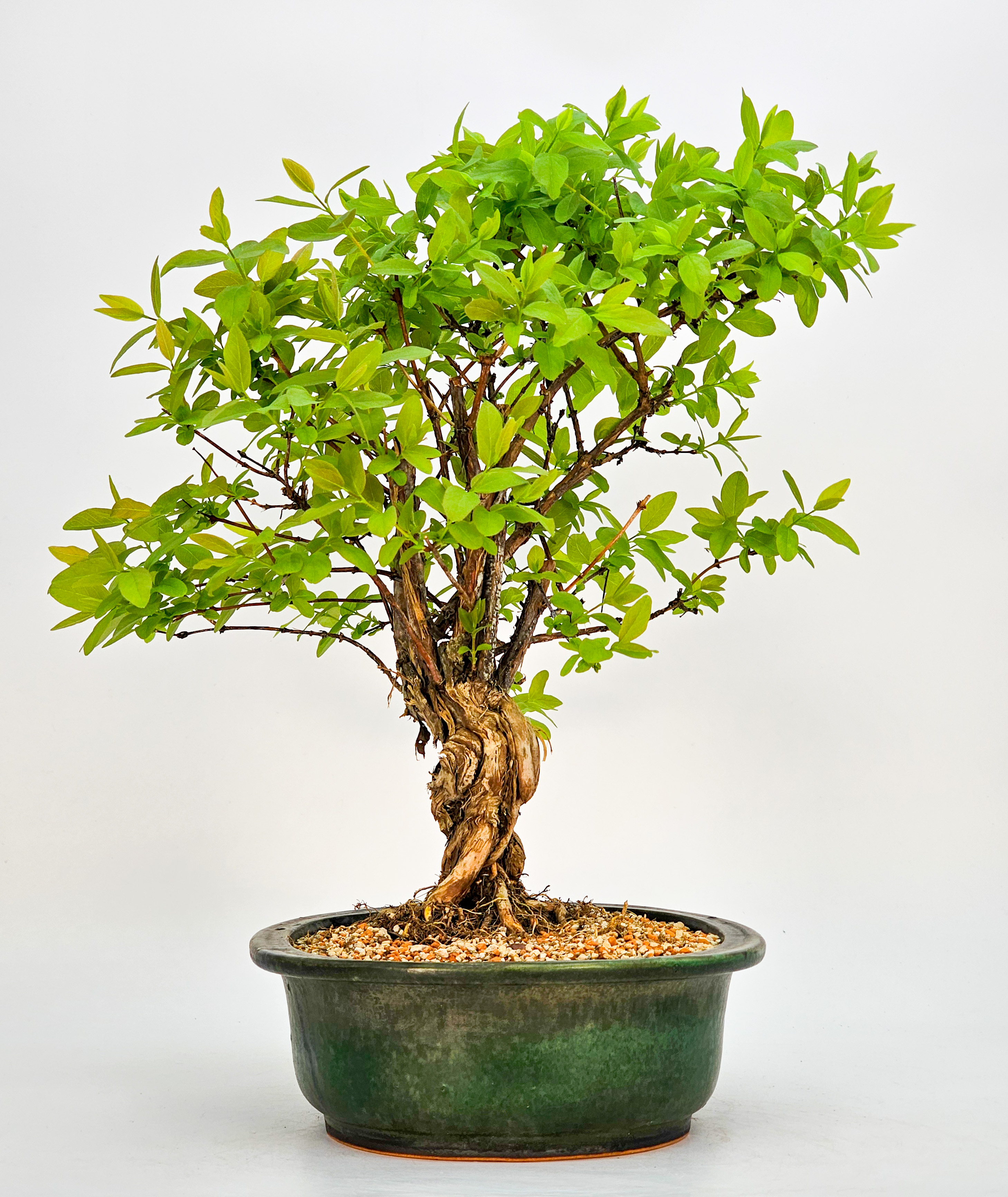 Bonsai Blaue Heckenkirsche - Lonicera caerulea 30cm