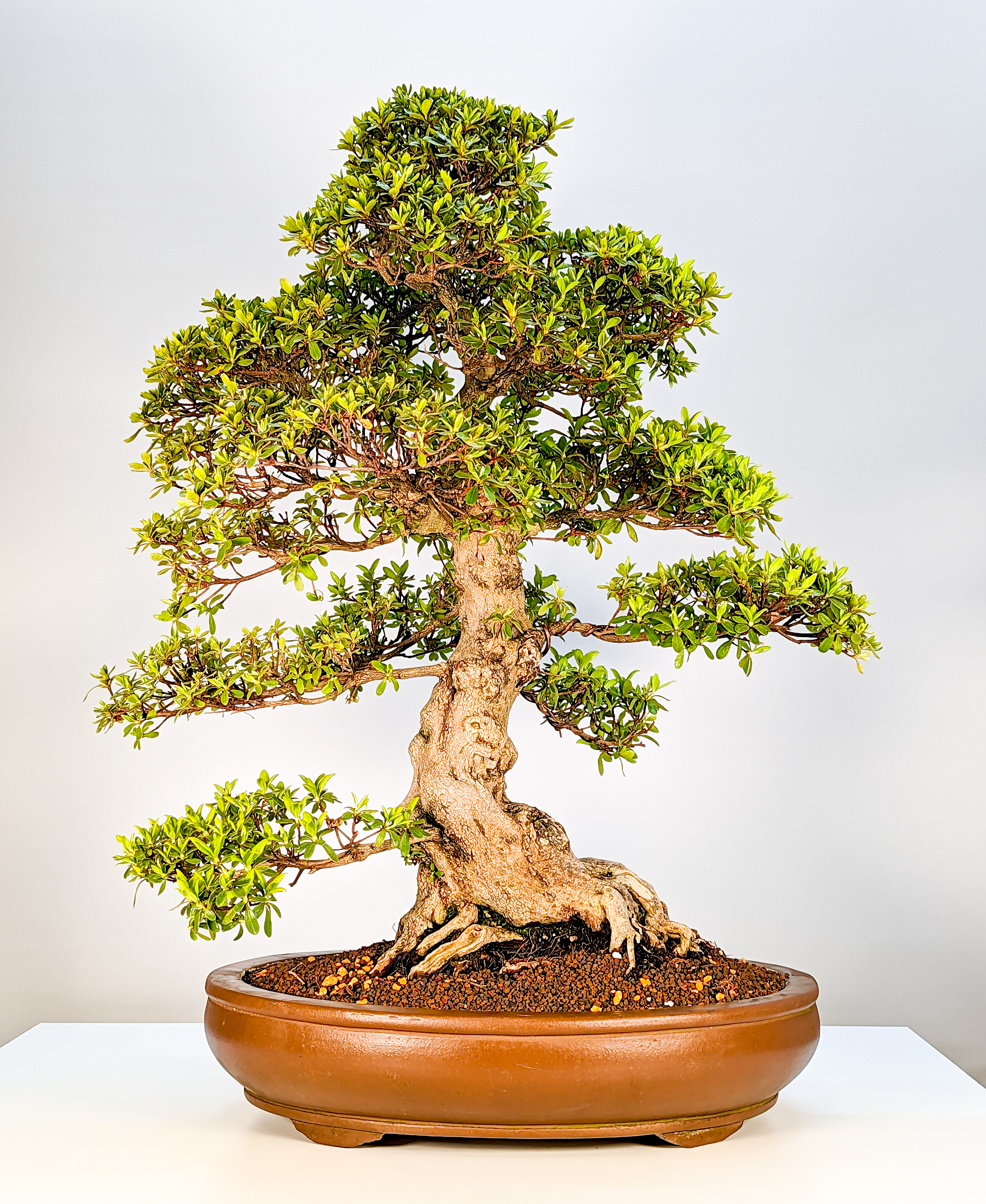 Bonsai Azalee Rhododendron indicum Hakatajiro 60cm Bonsai Azalee Rhododendron indicum Hakatajiro 60cm
