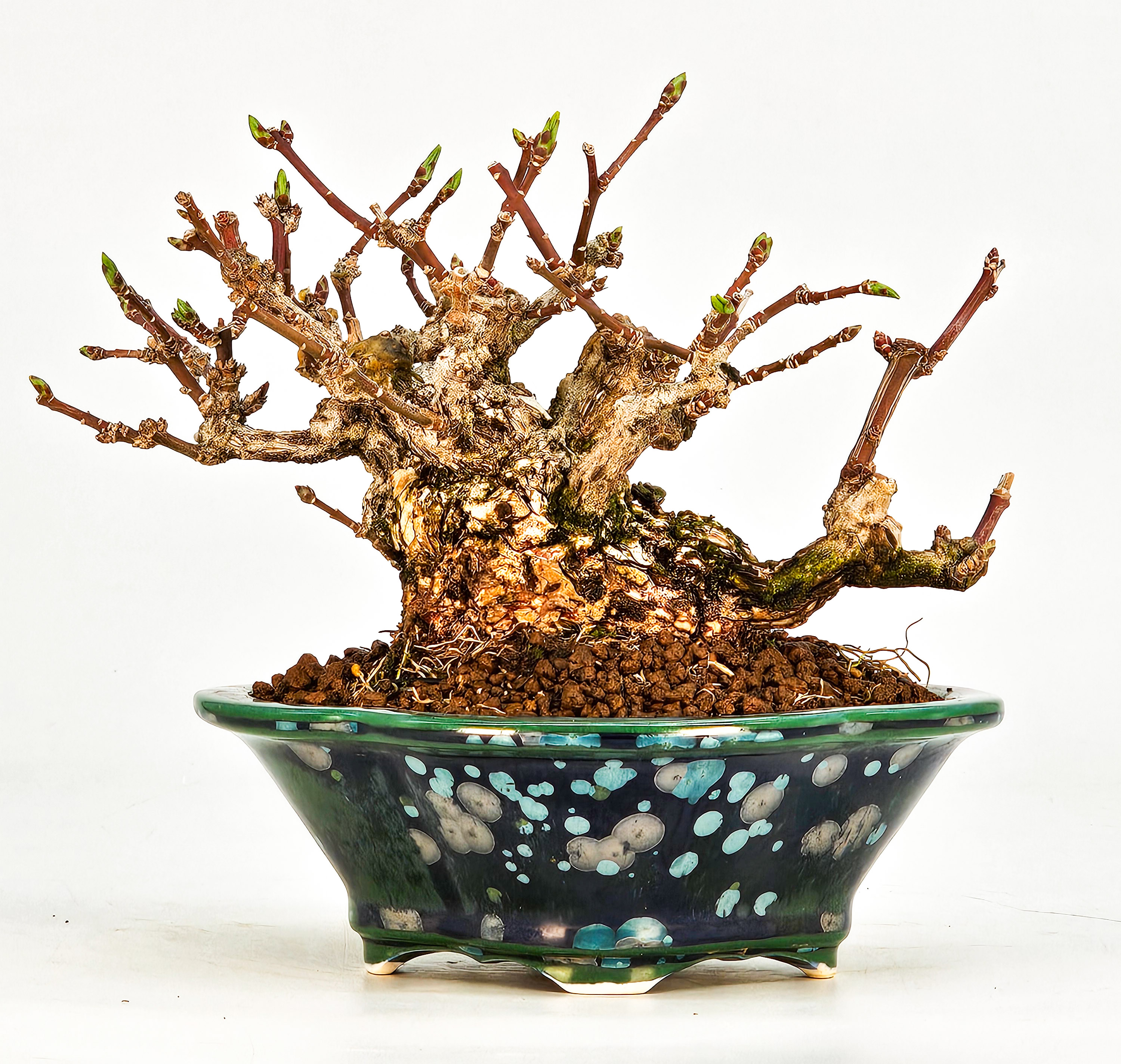  Bonsai Pfaffenhütchen - Euonymus Shohin 10cm