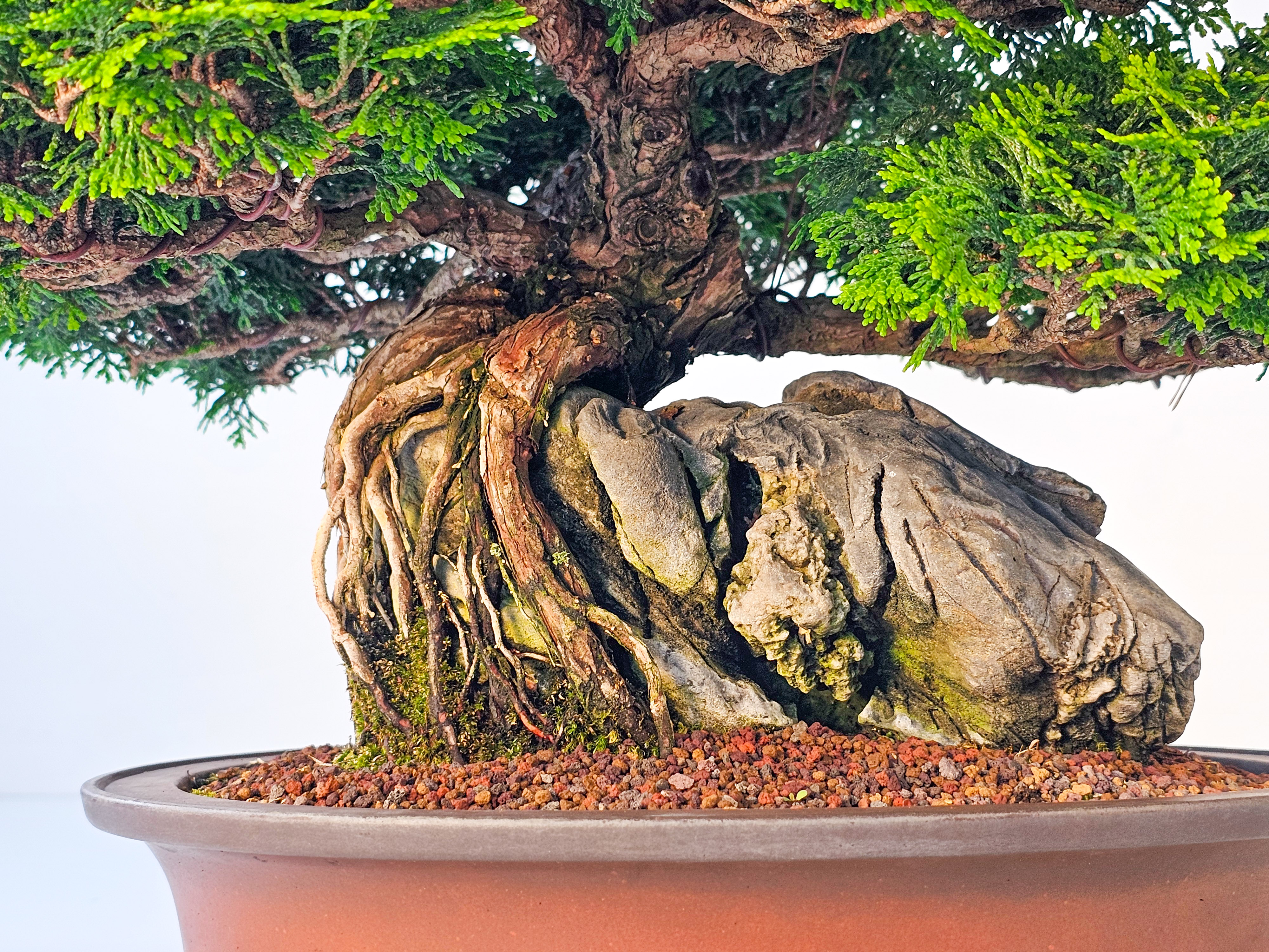 Bonsai Chamaecyparis obtusa 30 cm Bonsai Chamaecyparis obtusa 30 cm