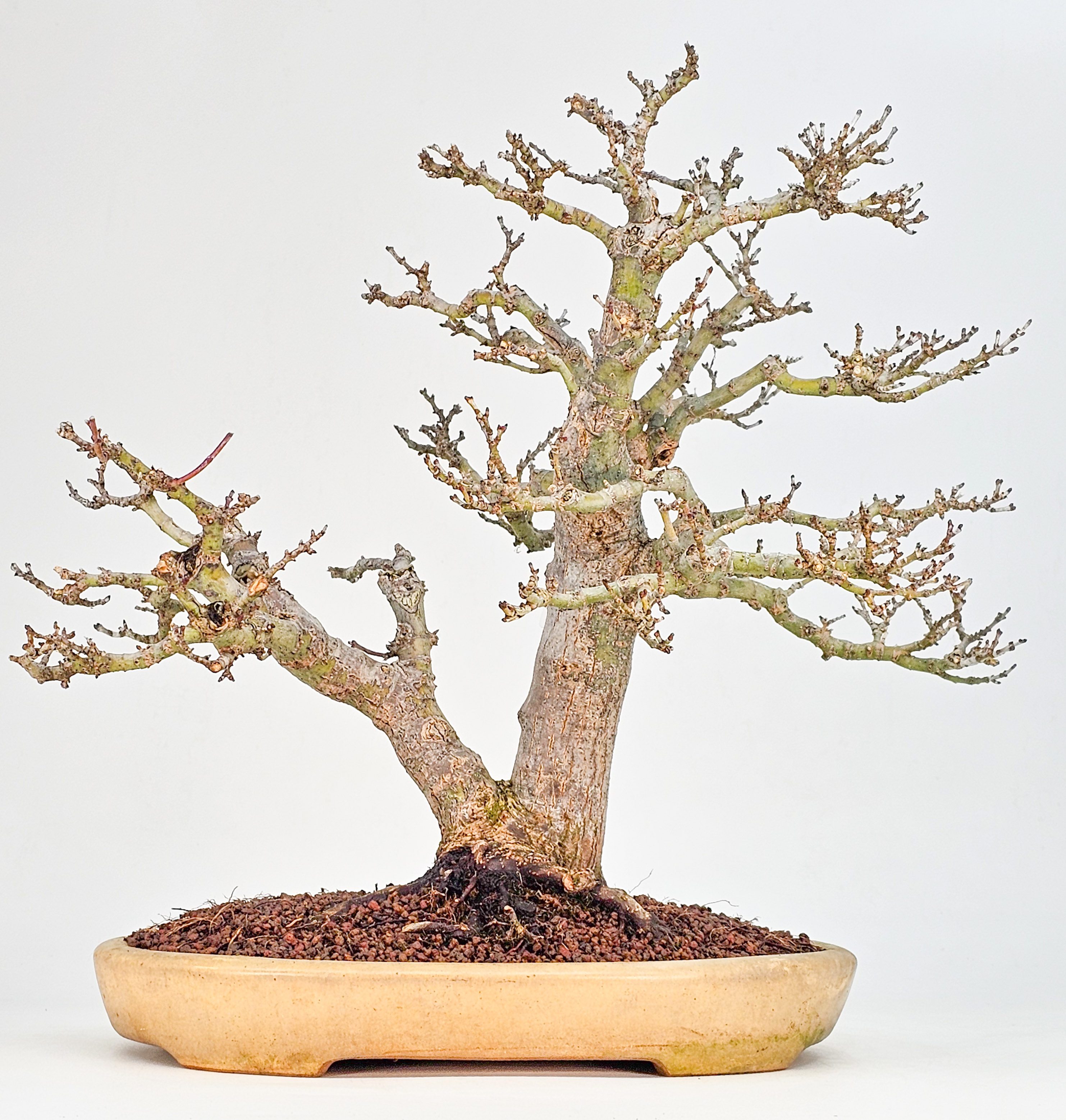 Bonsai Premium Löwenkopfahorn- Acer palmatum Shishigashira 31cm    