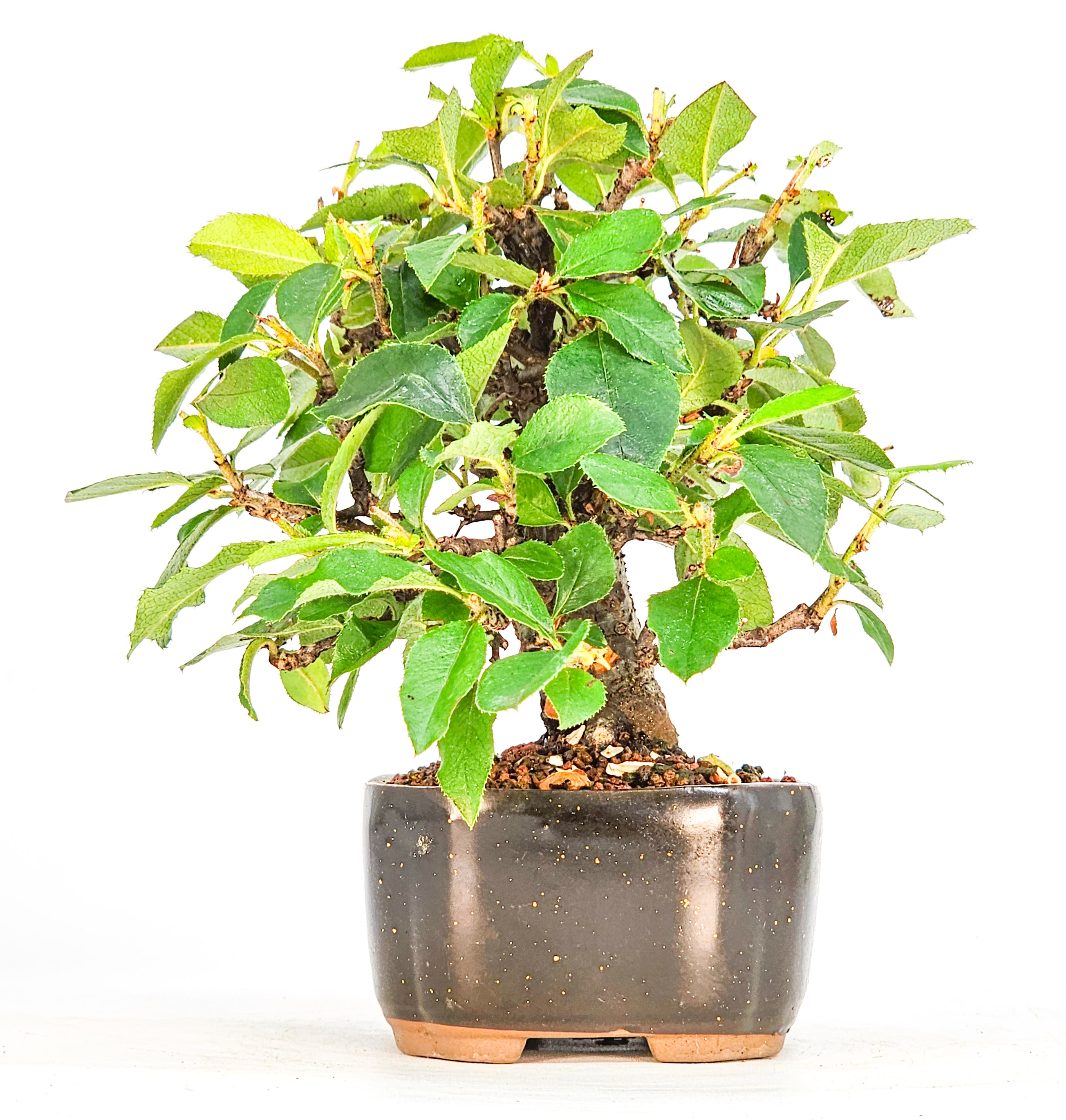 Bonsai Quitte - Pseudocydonia sinensis Shohin 10cm
