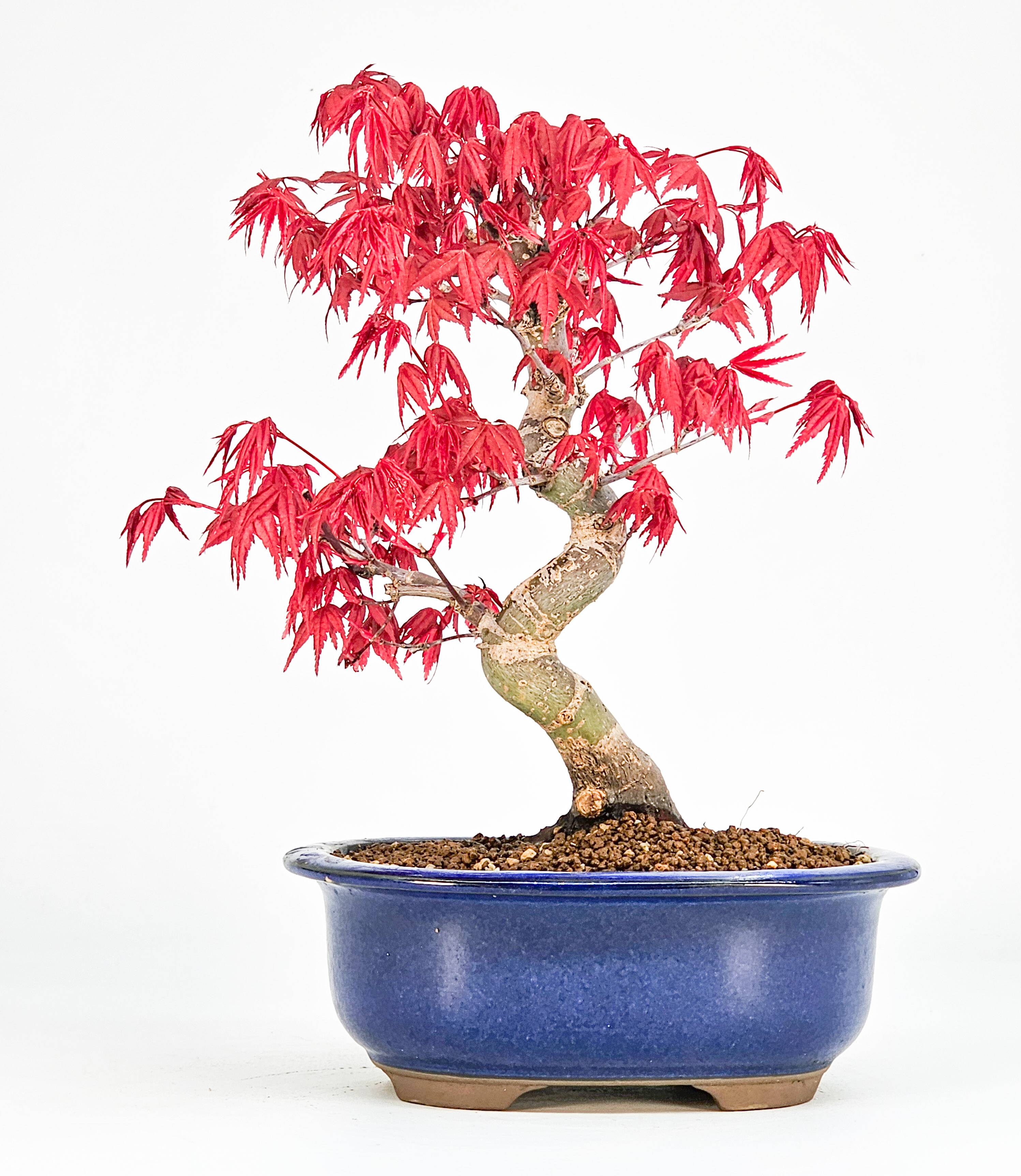 Bonsai Fächerahorn Acer palmatum Deshojo Shohin 20cm  