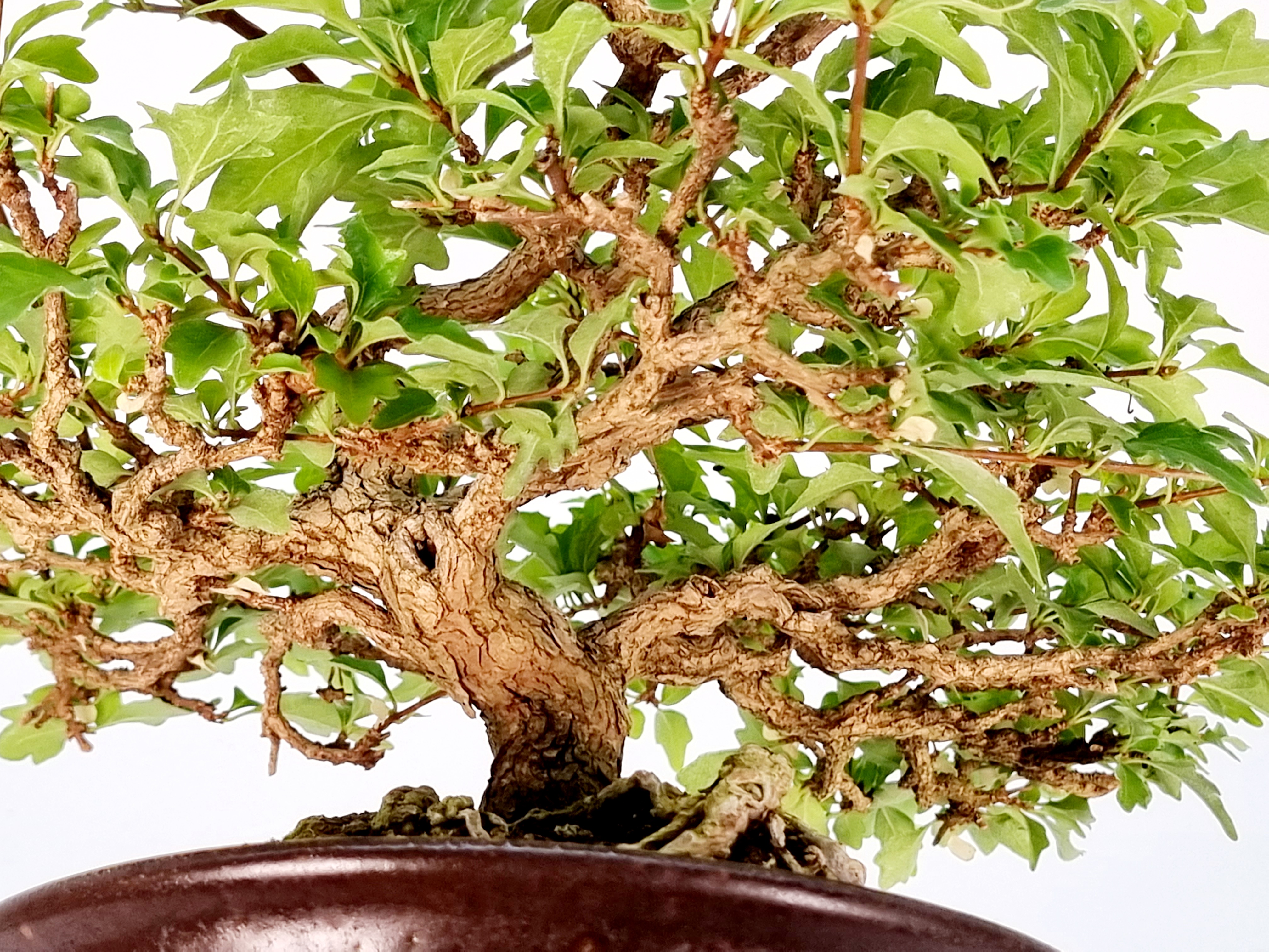 Bonsai Premna japonica Duftahorn Shohin 17cm