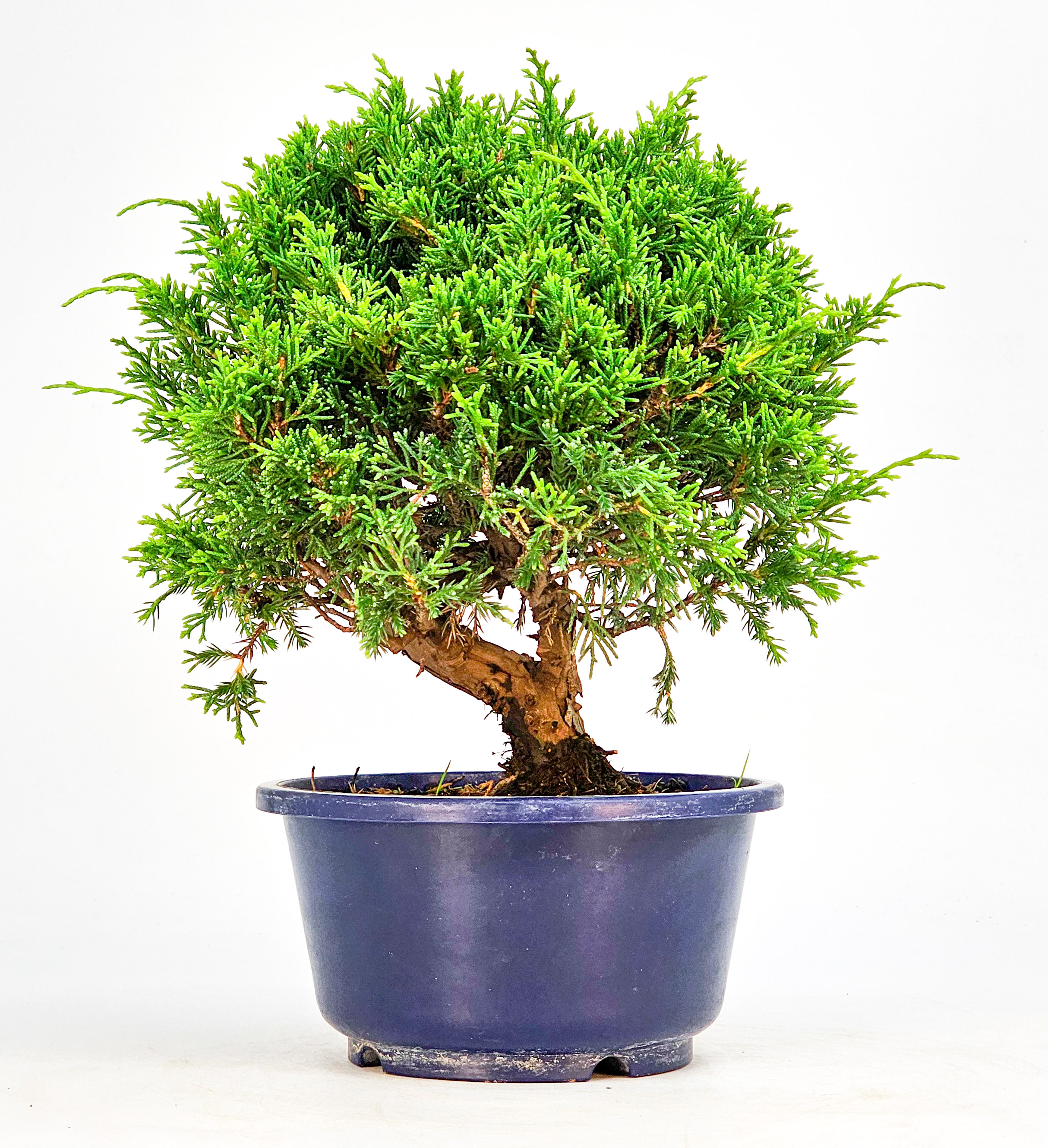 Bonsai Wacholder Juniperus chinensis shimpaku Shohin 19,5cm