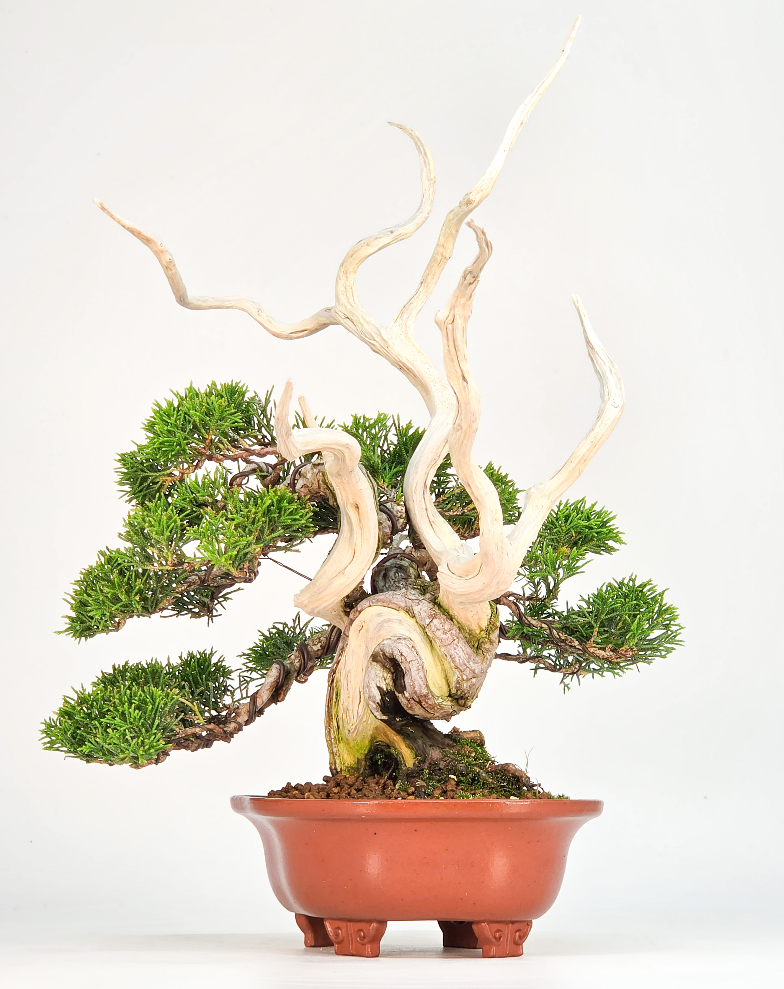 Bonsai Premium Wacholder - Juniperus chinensis 13/30cm Video!!