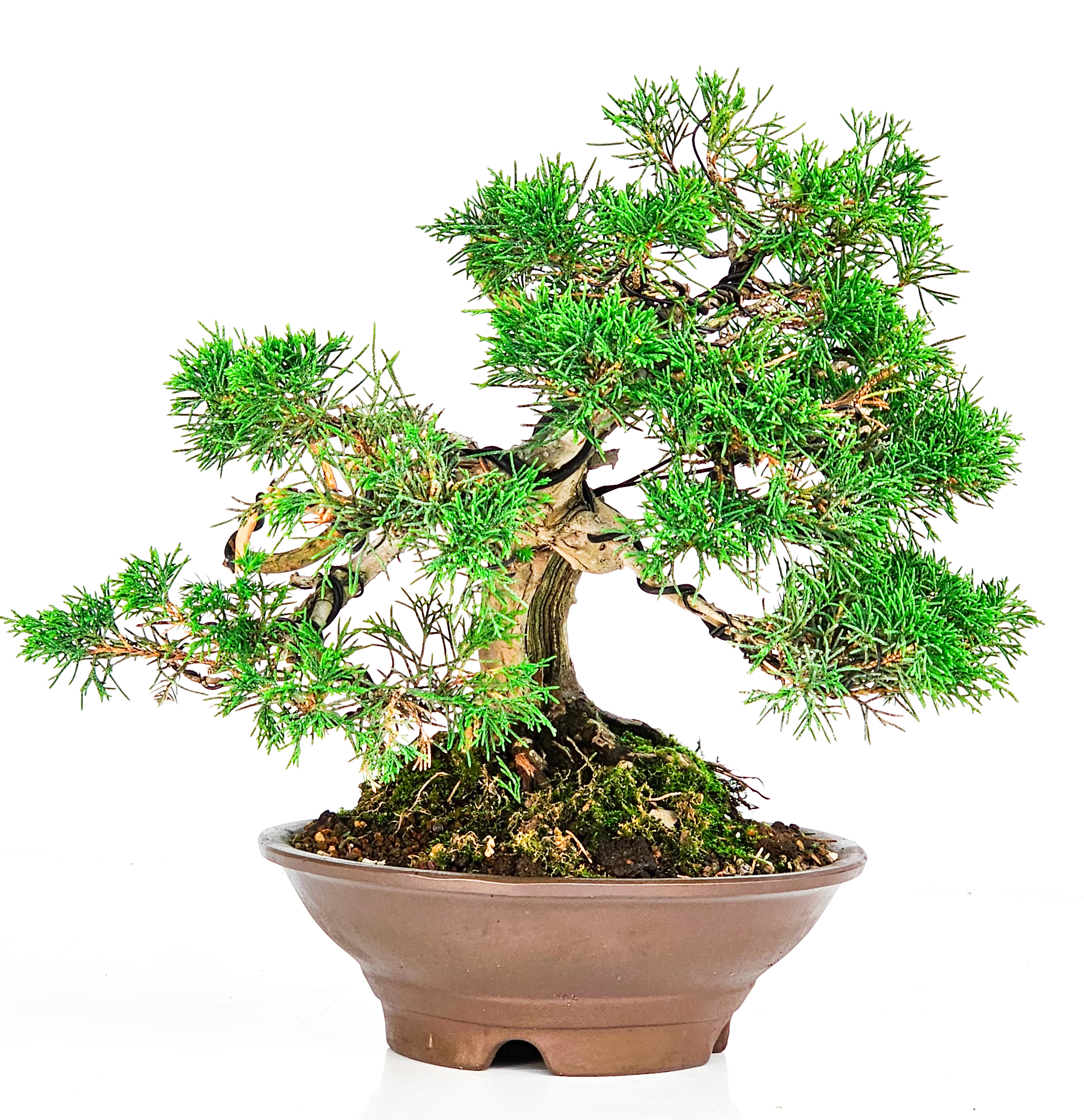 Bonsai Wacholder Juniperus chinensis 23cm