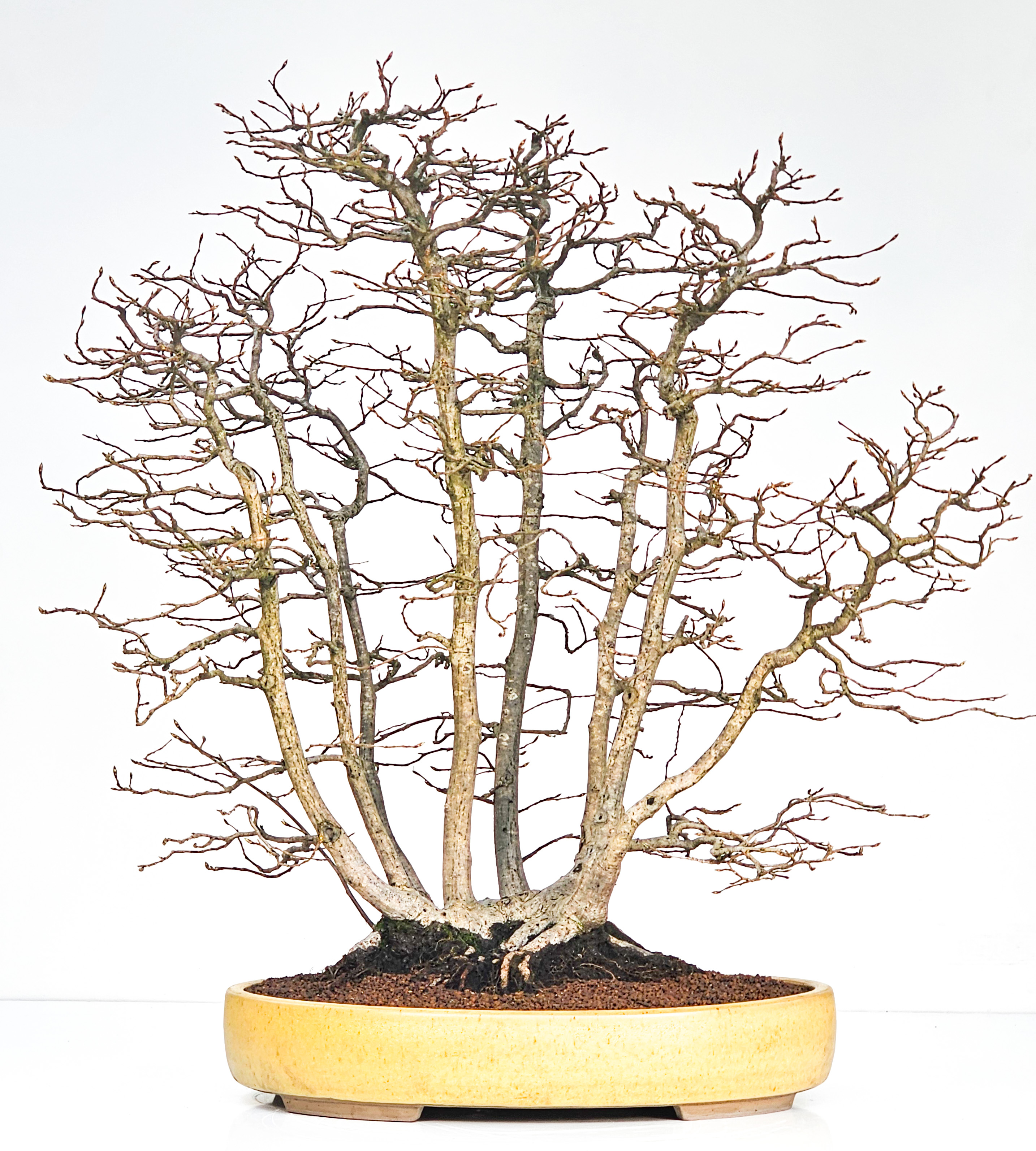 Bonsai Hainbuche - Carpinus betulus Floßform – Ikadabuki 62cm