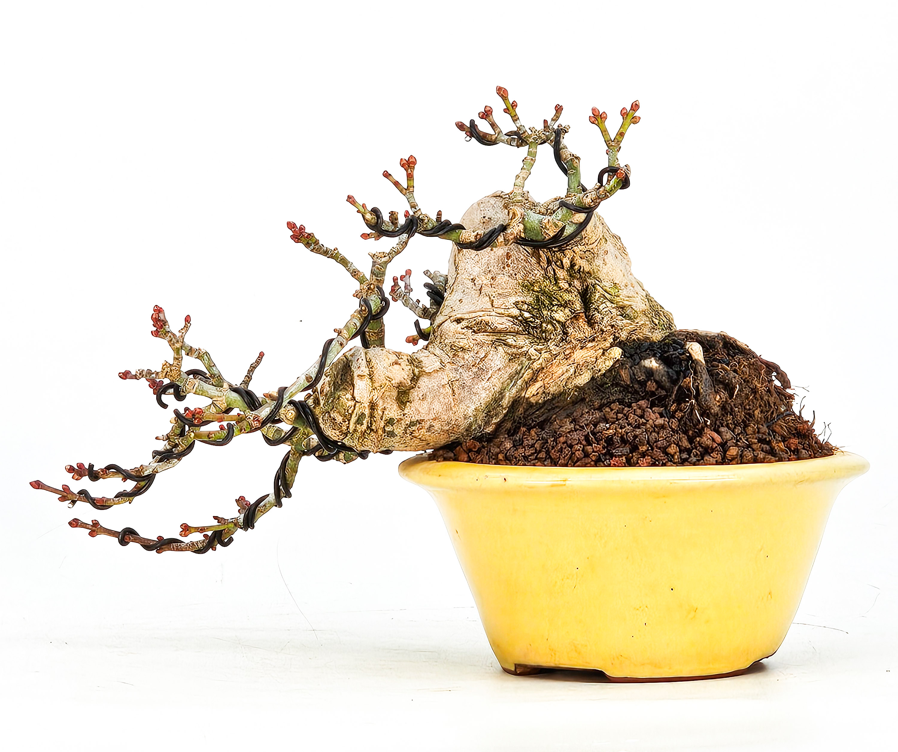 Bonsai Löwenkopfahorn- Acer palmatum Shishigashira Shohin 9cm