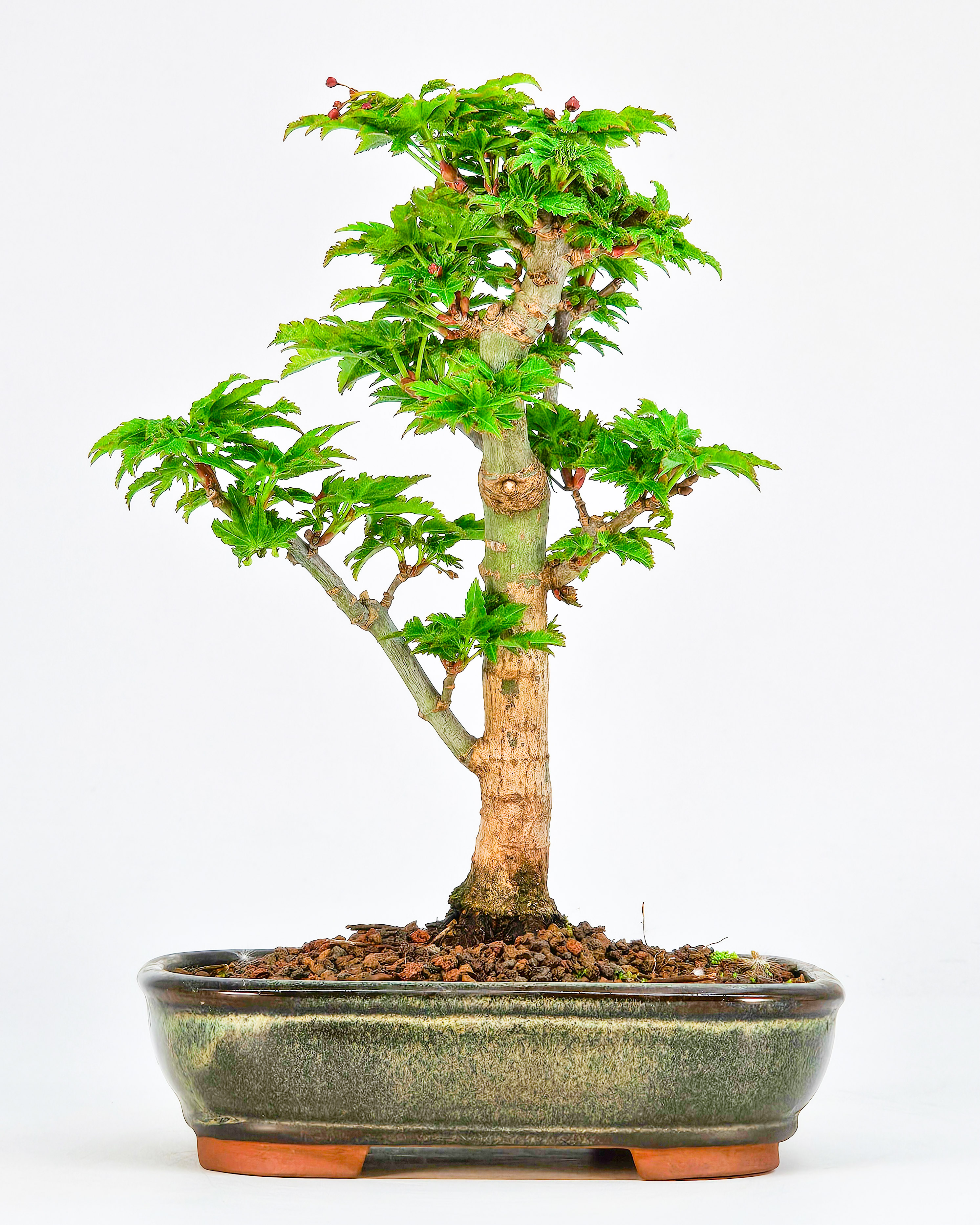 Bonsai Löwenkopfahorn- Acer palmatum Shishigashira Shohin 15cm