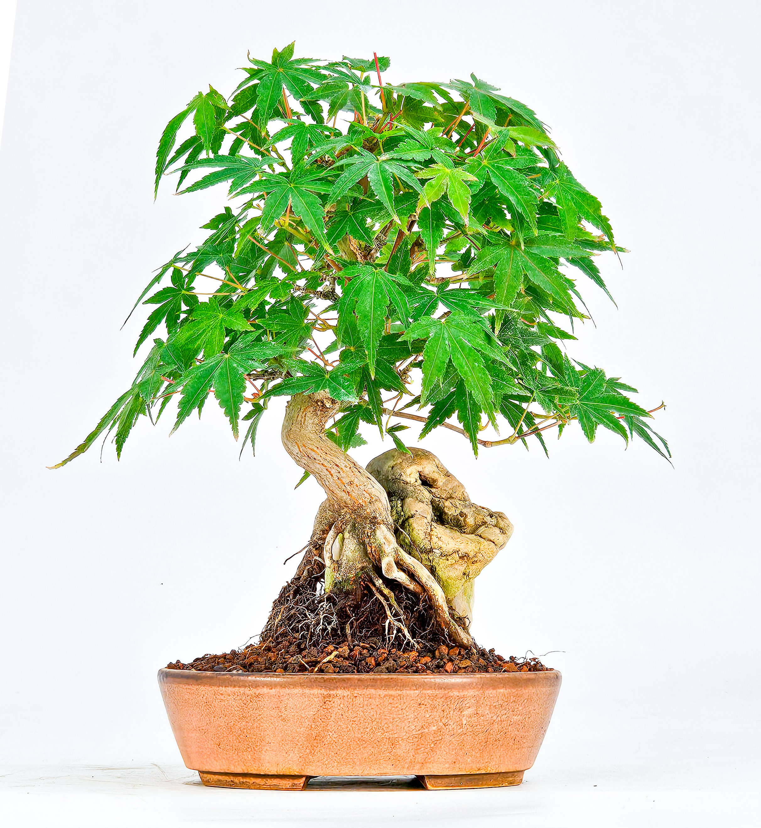 Bonsai Fächerahorn Acer Palmatum Shohin 17cm  