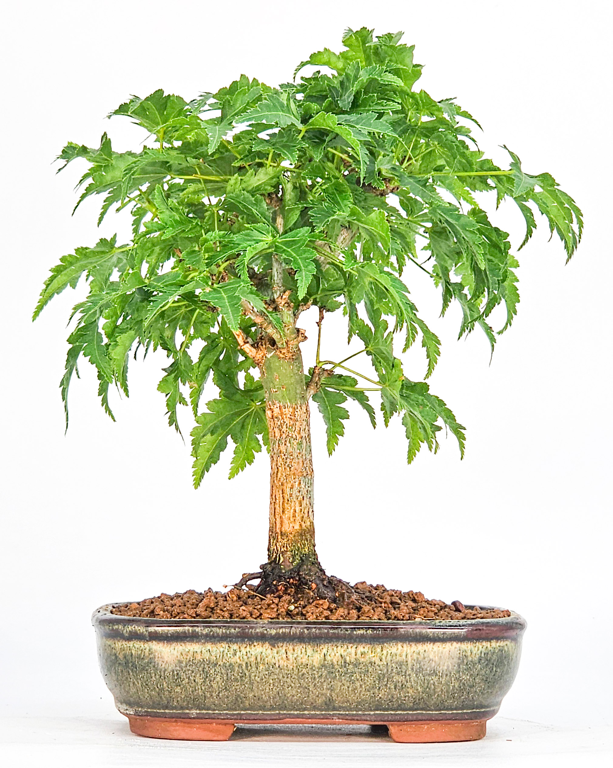 Bonsai Löwenkopfahorn- Acer palmatum Shishigashira Shohin 14cm
