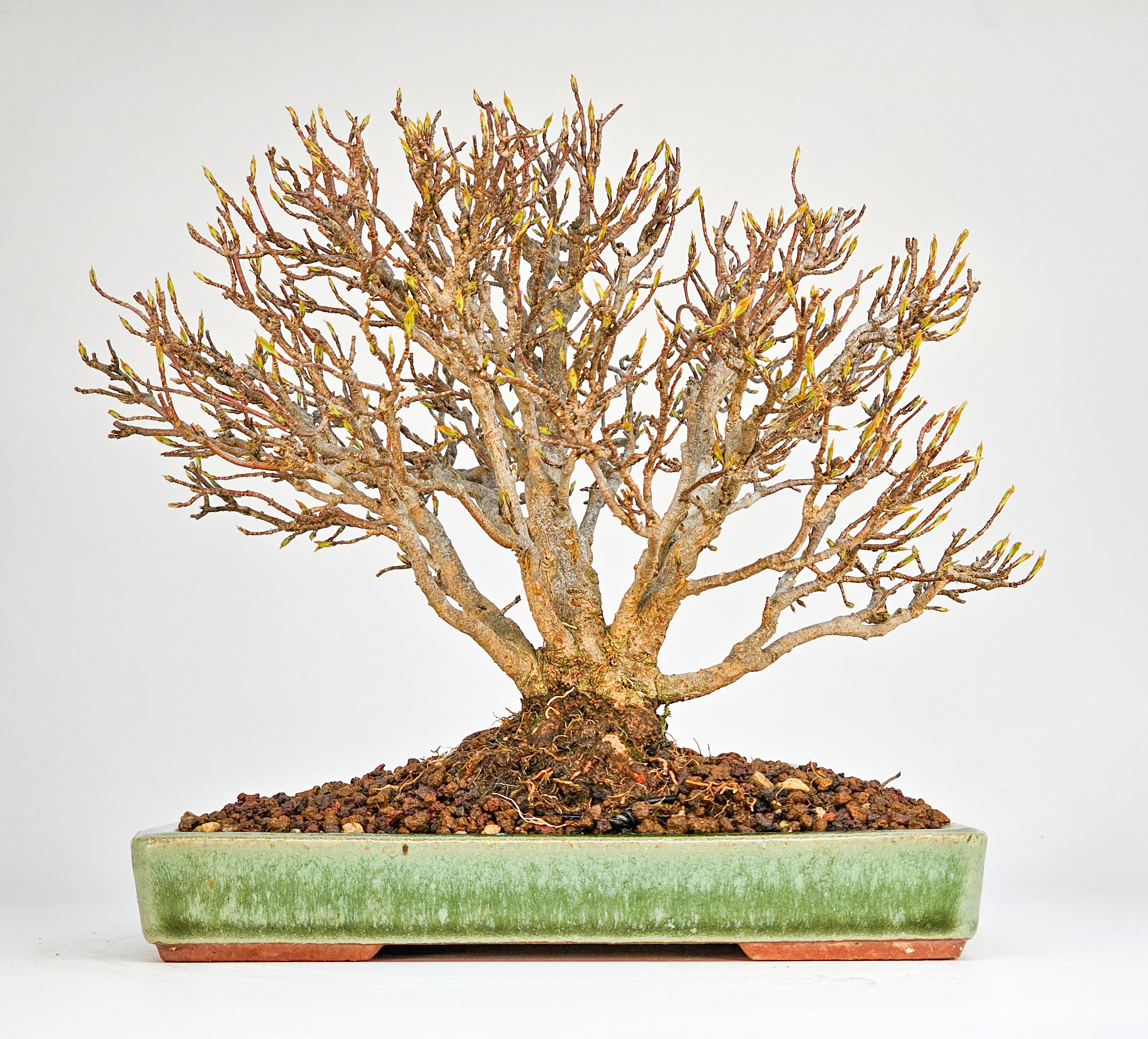 Bonsai Premium Dreispitzahorn - Acer buergerianum Shohin 15cm Video!!