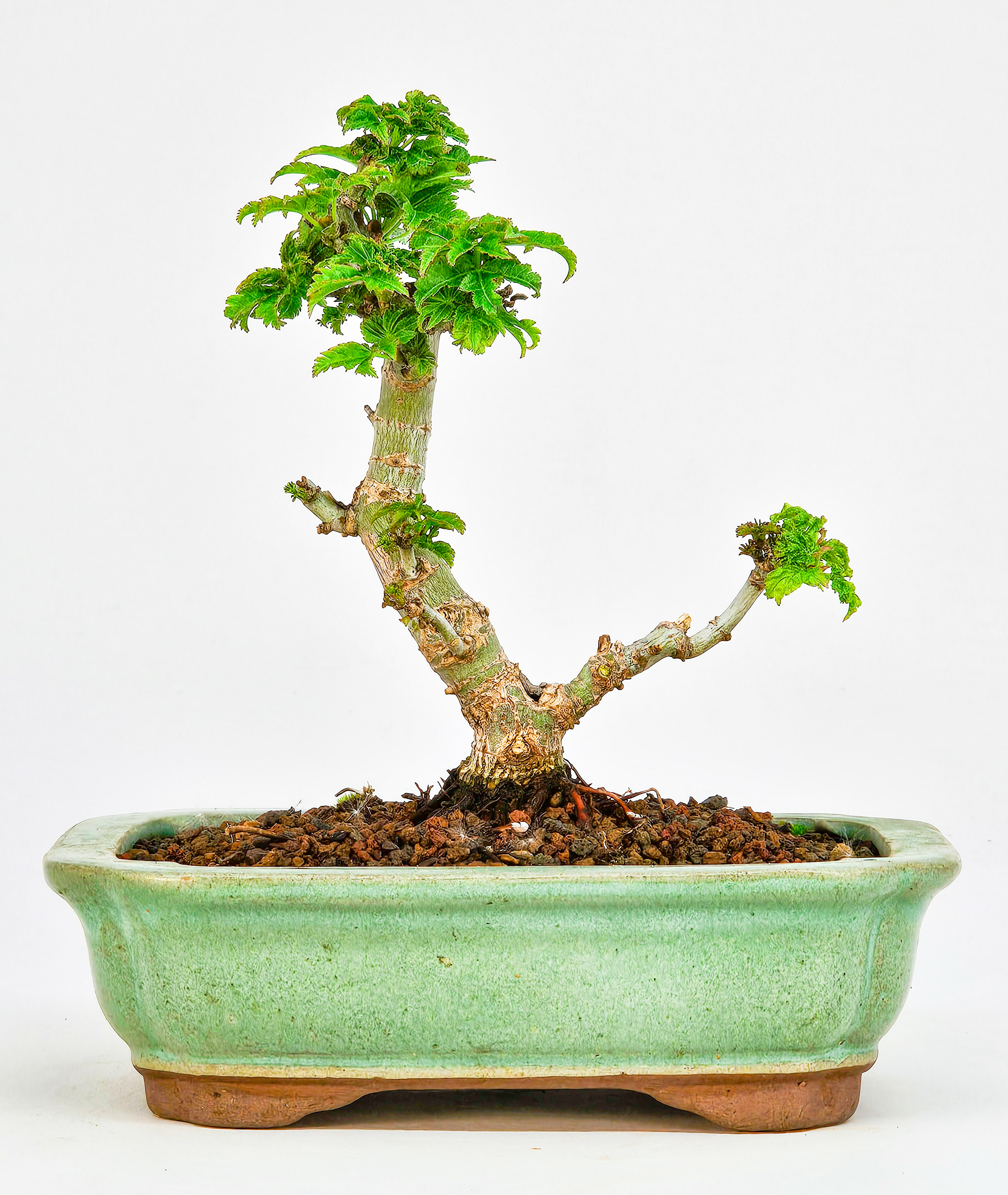 Bonsai Löwenkopfahorn- Acer palmatum Shishigashira Shohin 11cm   