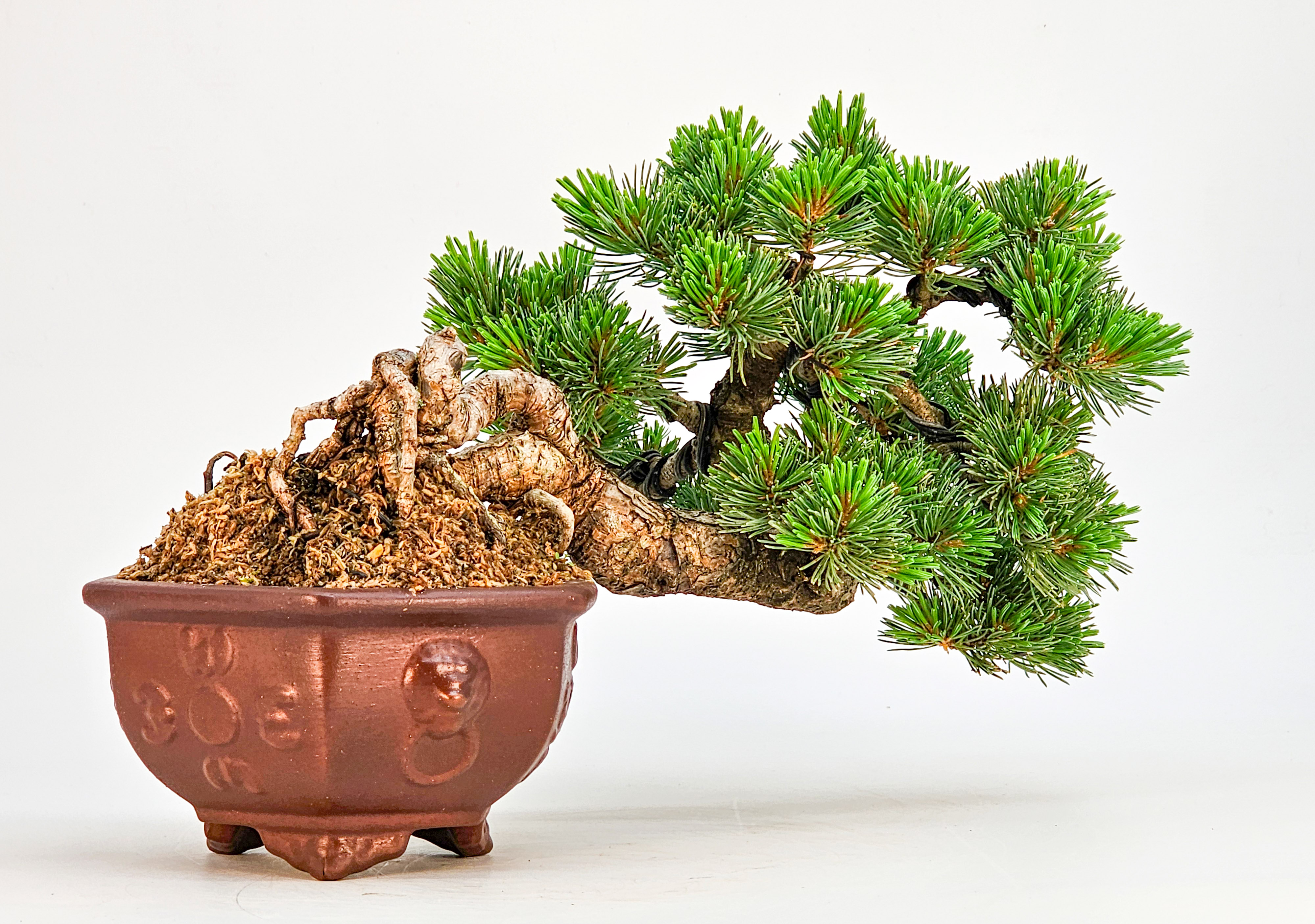 Bonsai Pinus parviflora - Mädchenkiefer Shohin Halbkaskade Han-kengai 16cm