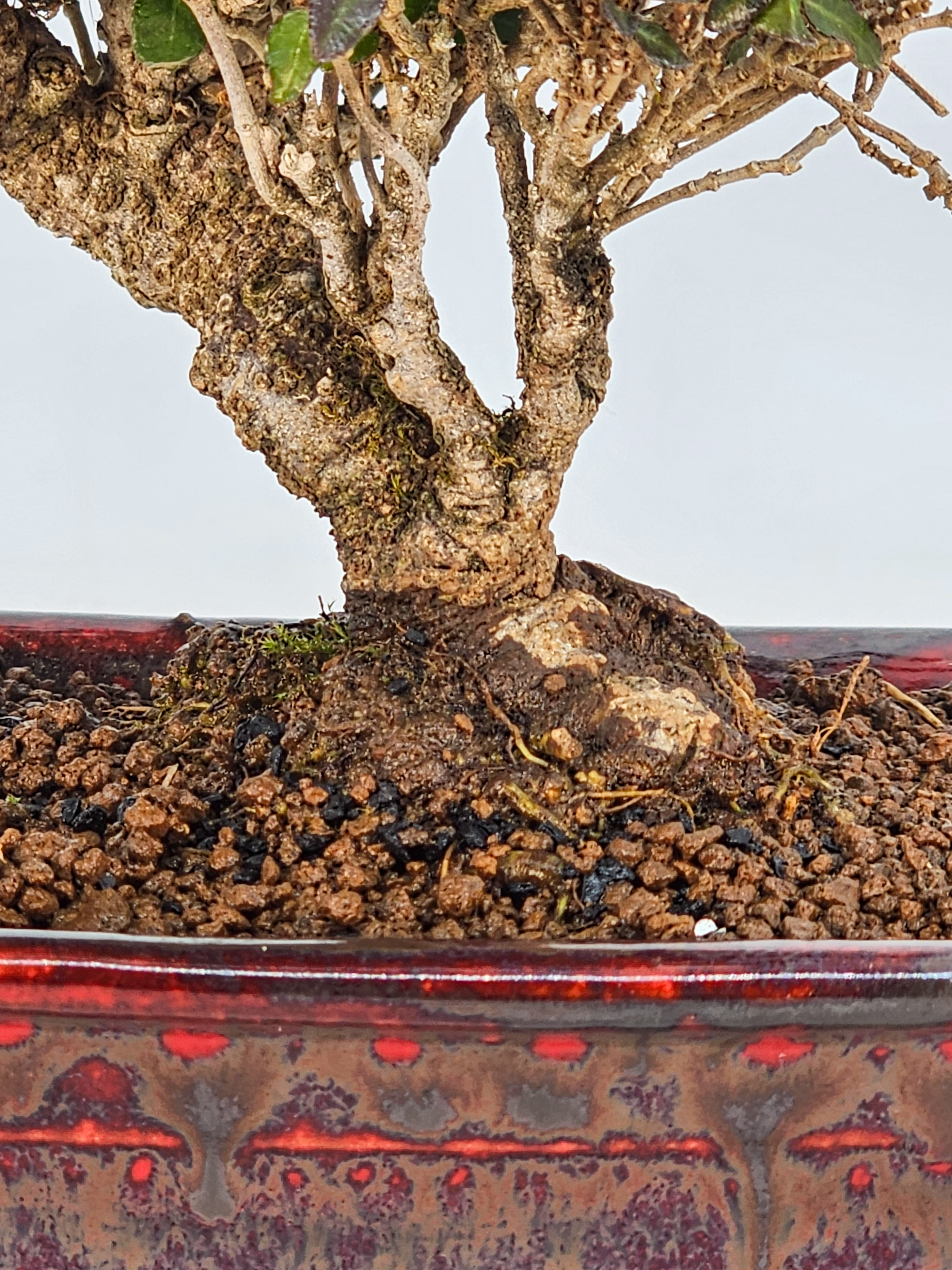 Bonsai Sternjasmin - Trachelospermum jasminoides Shohin 12cm