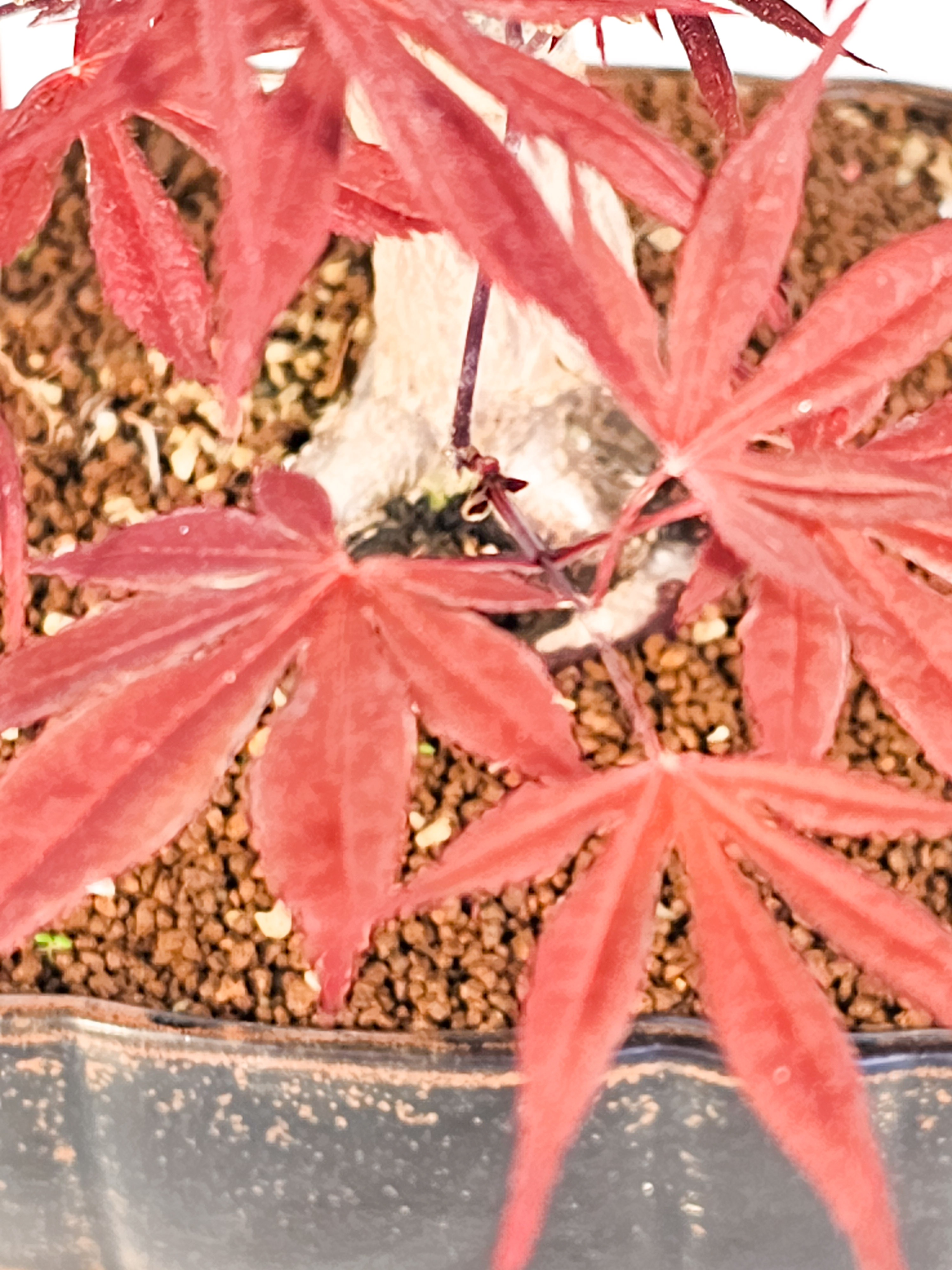Bonsai Fächerahorn - Acer palmatum Shojo-nomura 48cm