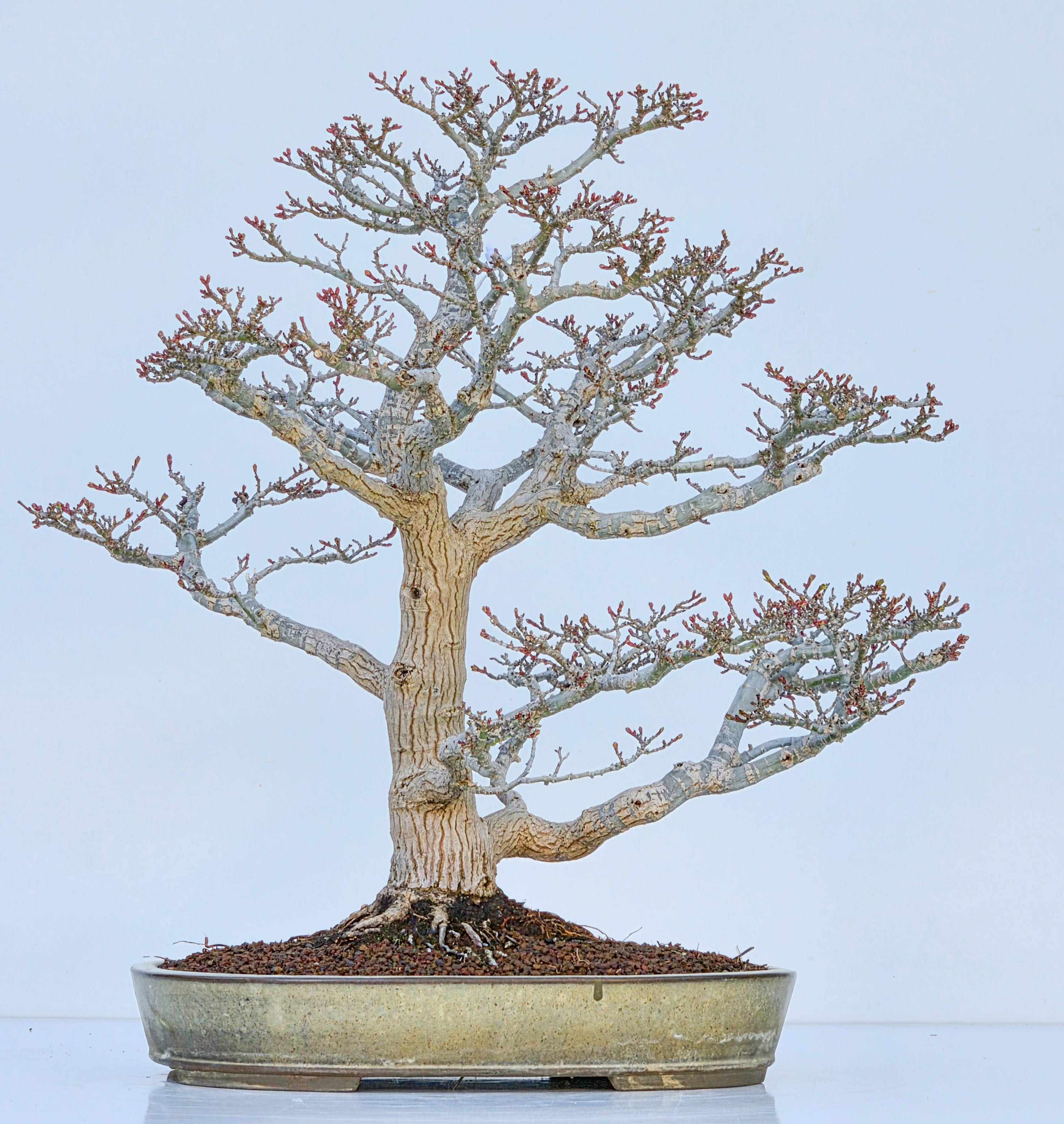 Bonsai Premium Löwenkopfahorn- Acer palmatum Shishigashira 47cm Video!!